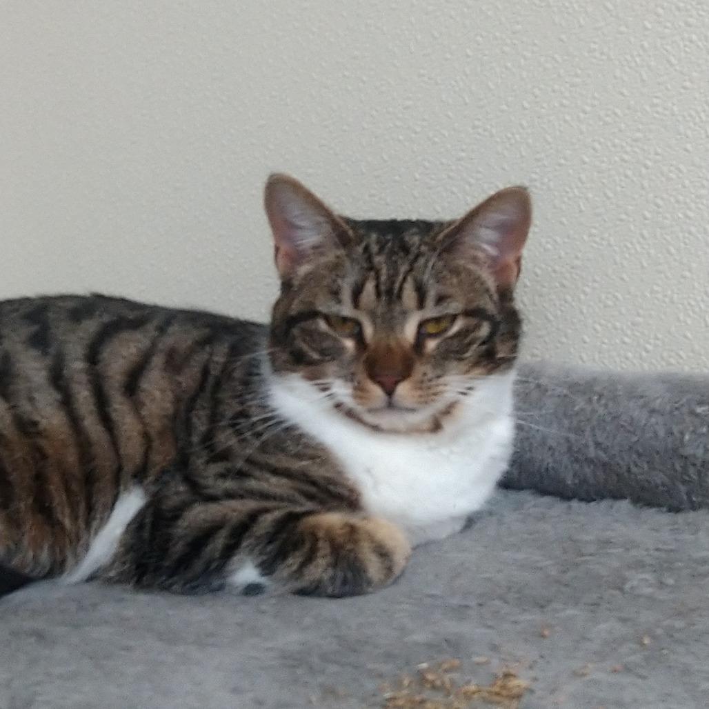 Enlarge Willow, a Adoptable Domestic Short Hair in Blairsville, GA image 3/3