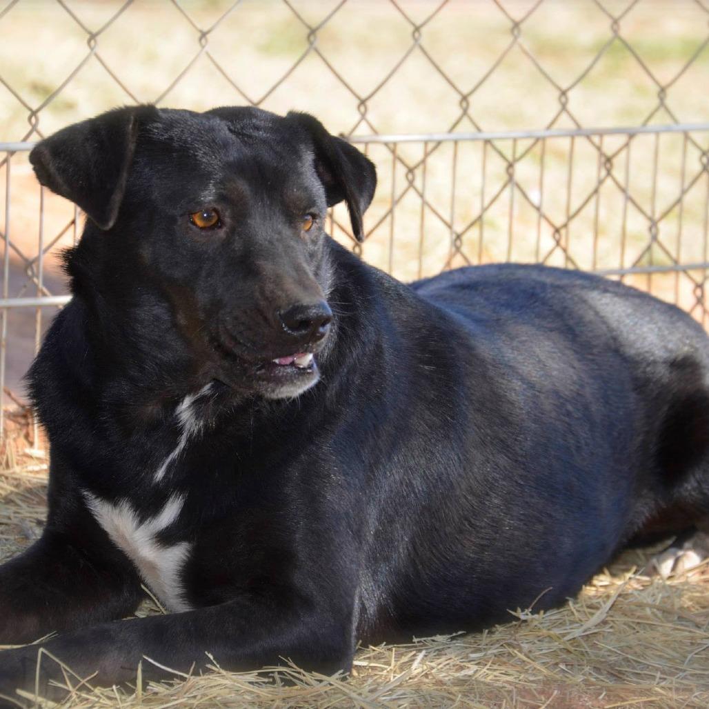 Enlarge Luna, a Adoptable mixed breed in Midland, TX image 2/2