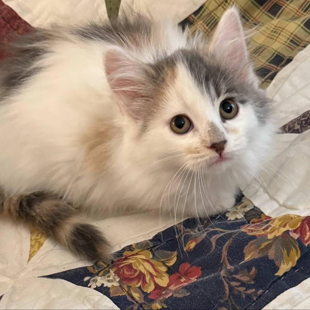 Lexie, Adoptable, Kitten Female Domestic Medium Hair.