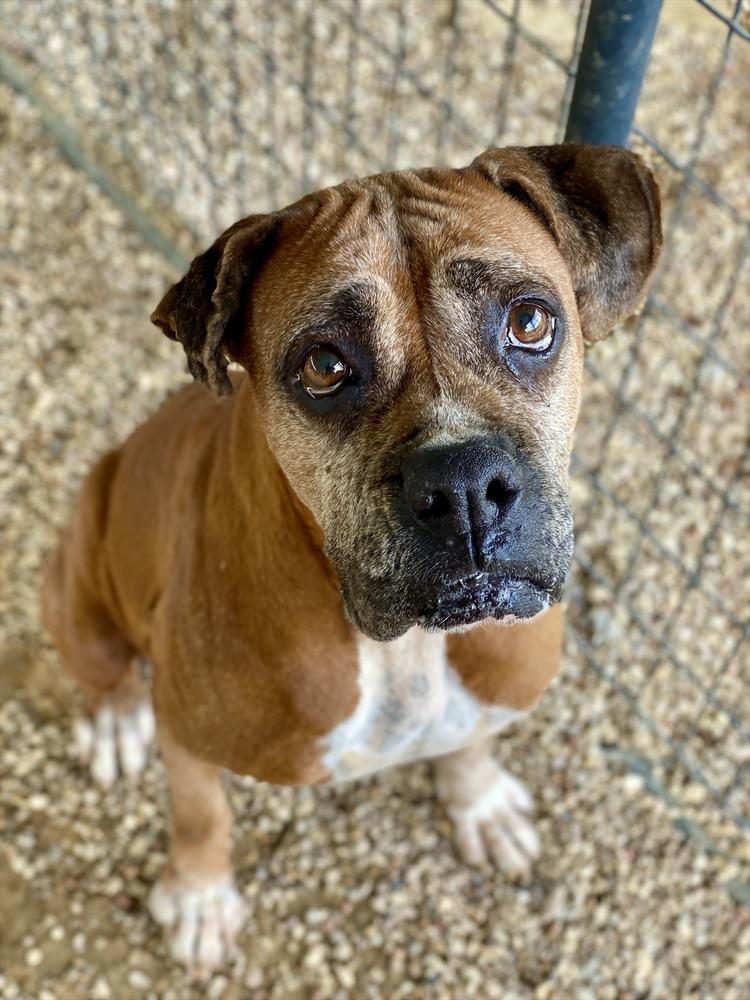 Enlarge Fanta, a Adoptable Boxer in Hewitt, TX image 1/3