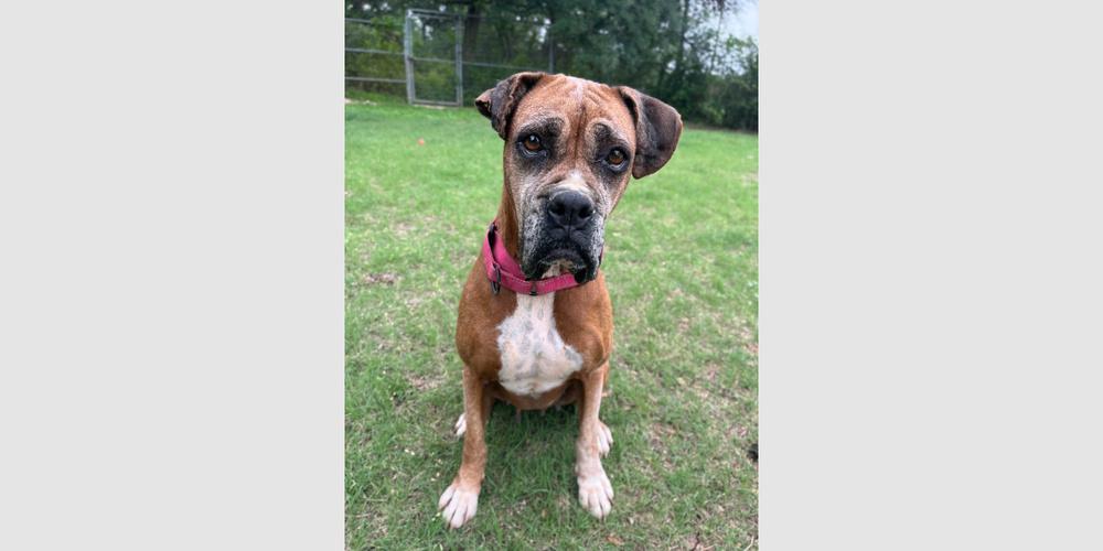 Enlarge Fanta, a Adoptable Boxer in Hewitt, TX image 2/3