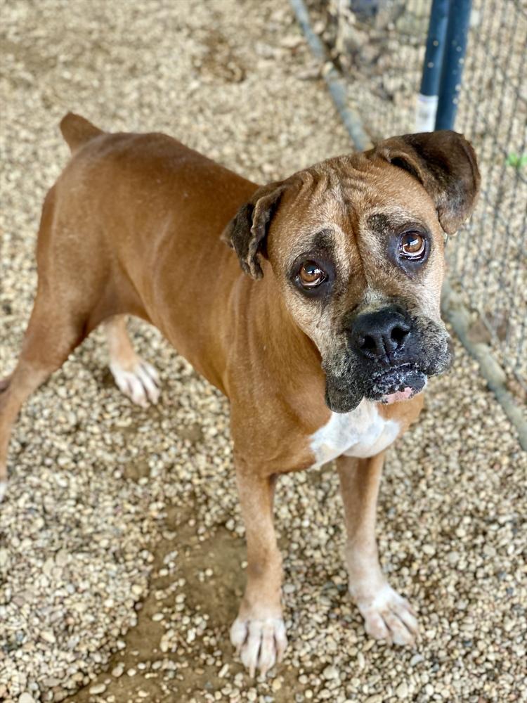 Enlarge Fanta, a Adoptable Boxer in Hewitt, TX image 3/3