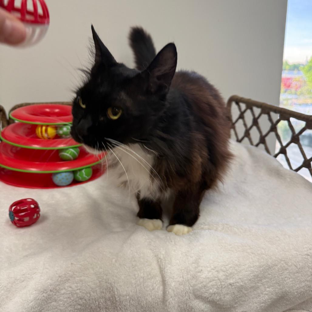 Enlarge Sweet Pea, a Adoptable Domestic Long Hair in Houston, TX image 2/6
