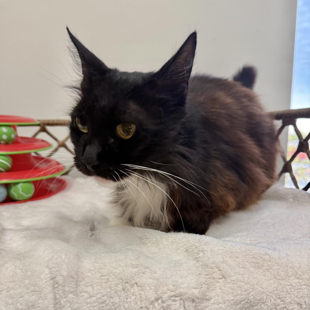 Enlarge Sweet Pea, a Adoptable Domestic Long Hair in Houston, TX image 3/6