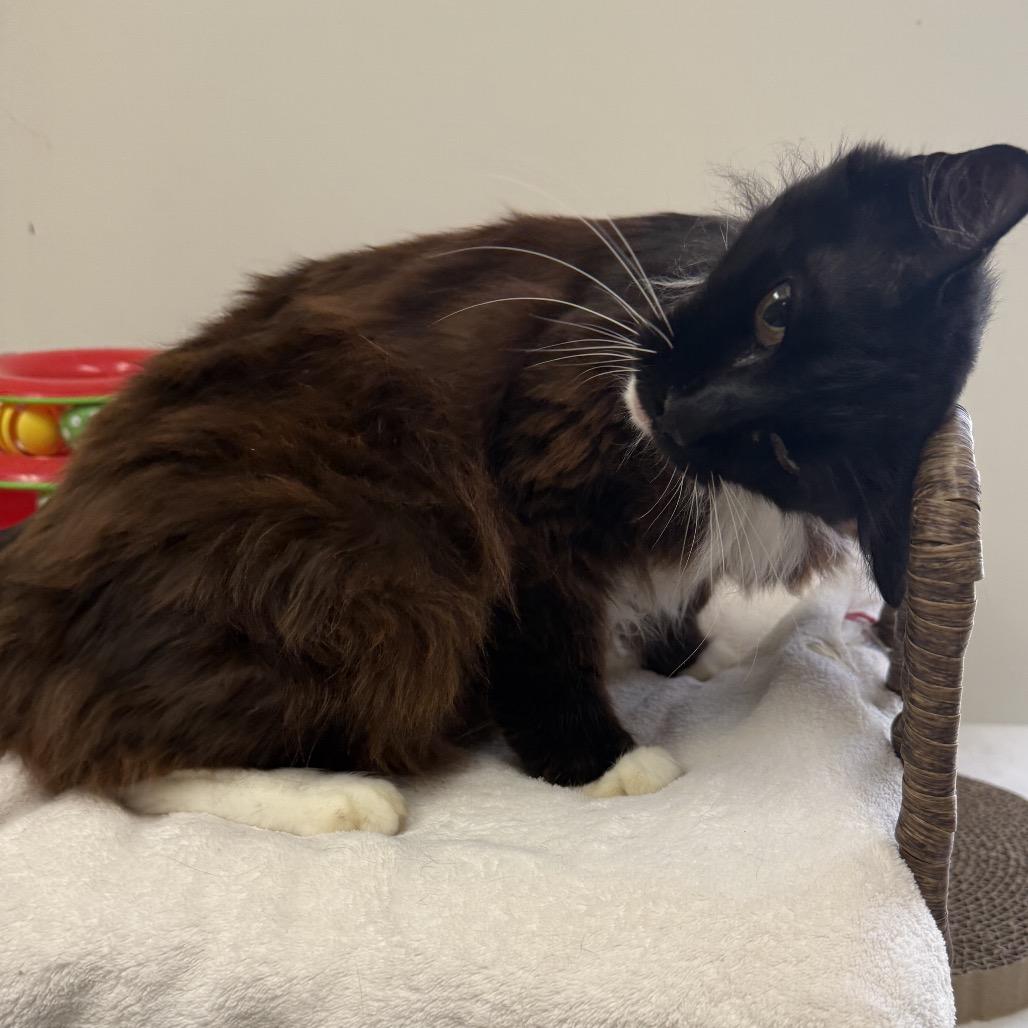 Enlarge Sweet Pea, a Adoptable Domestic Long Hair in Houston, TX image 4/6