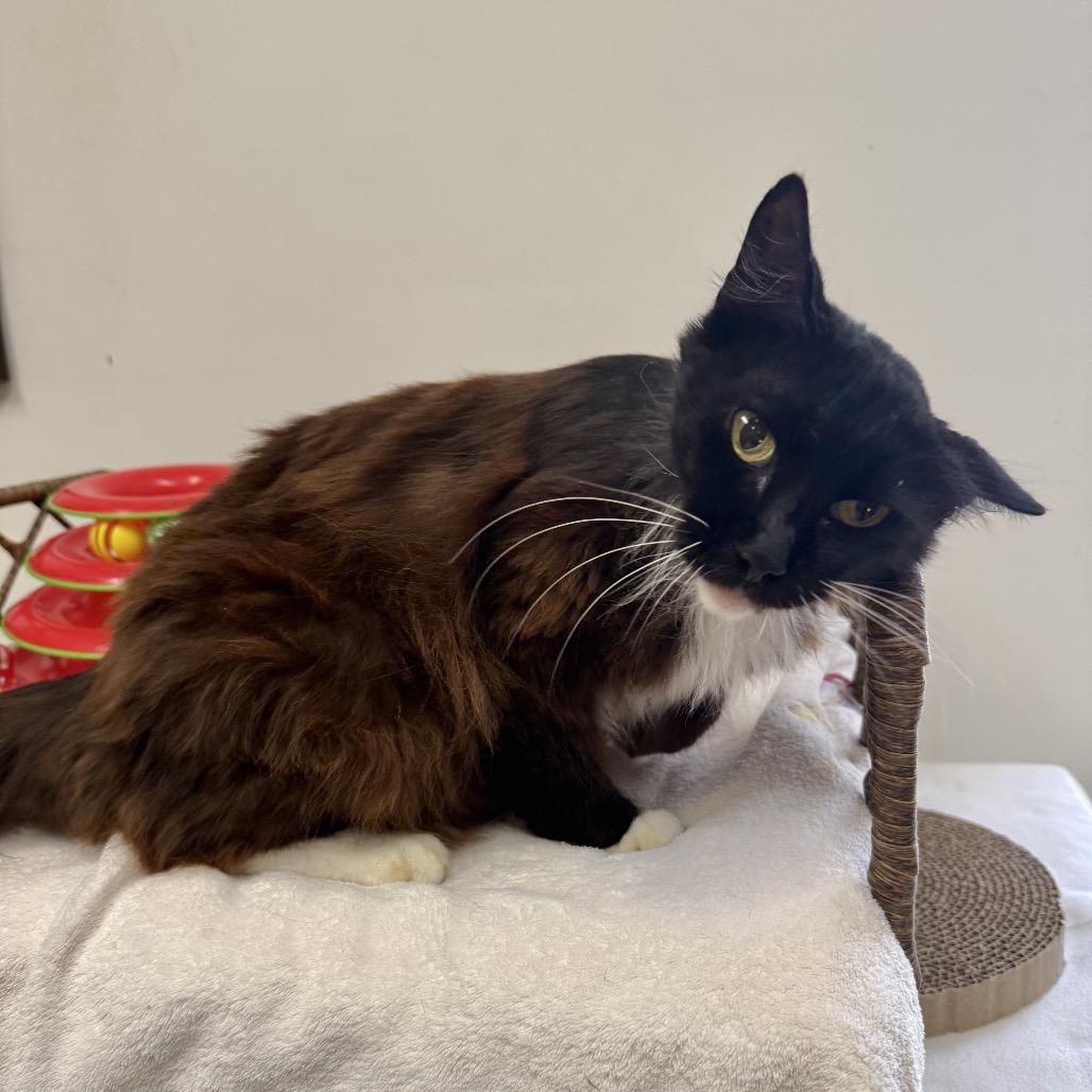 Enlarge Sweet Pea, a Adoptable Domestic Long Hair in Houston, TX image 5/6