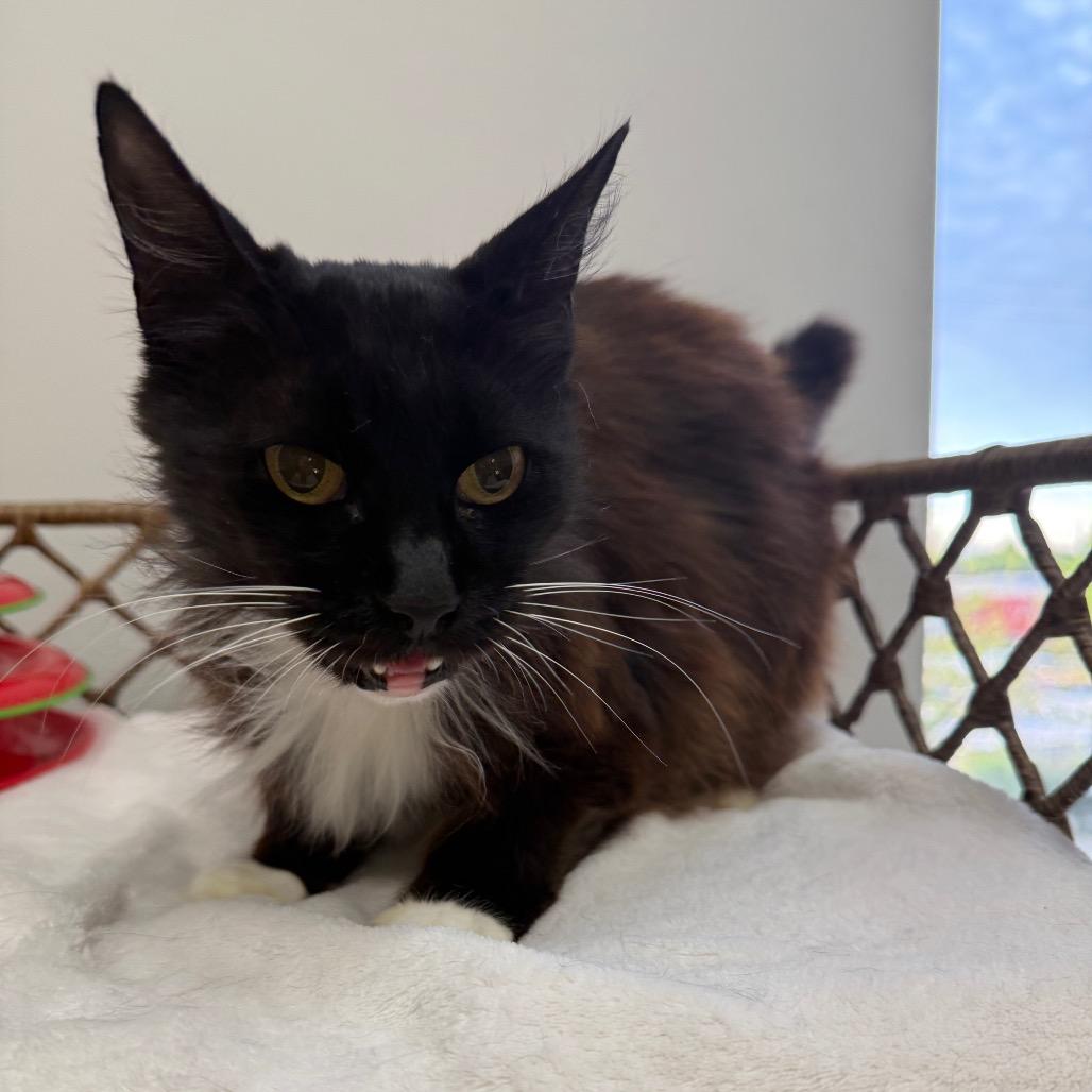 Enlarge Sweet Pea, a Adoptable Domestic Long Hair in Houston, TX image 6/6