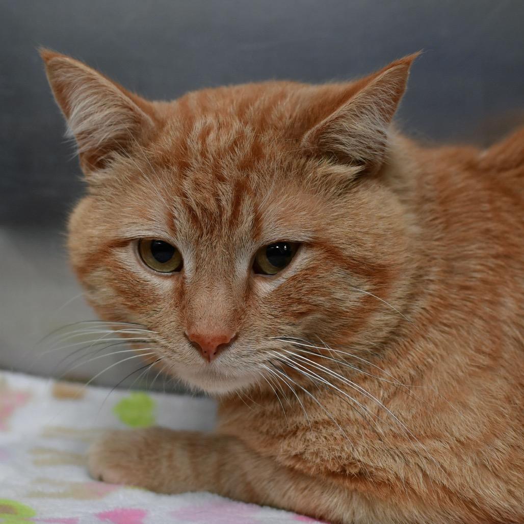 Fanta, Adoptable, Adult Male Domestic Short Hair.