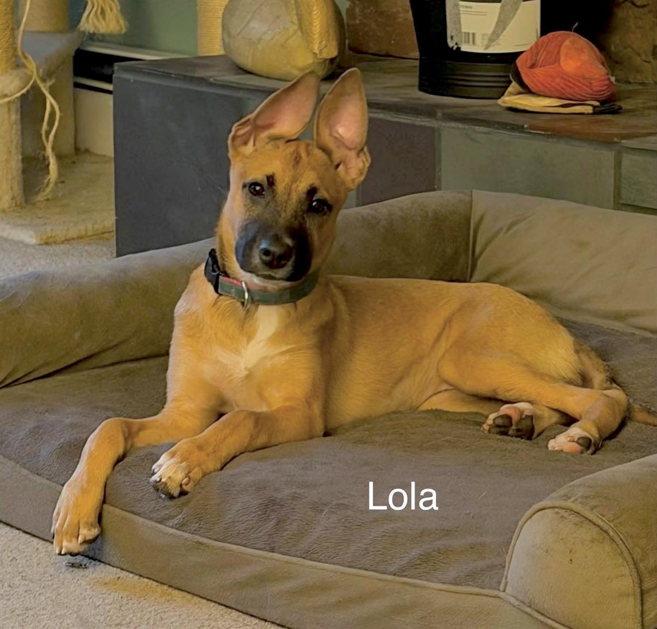 Lola, a ADOPTABLE mixed breed in Millington, MD image 3/5