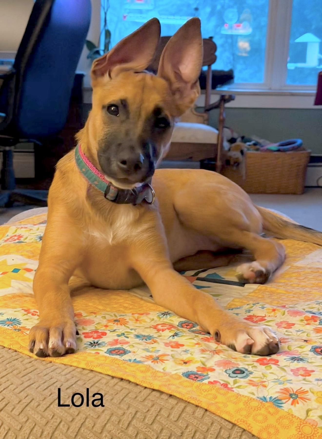 Lola, ADOPTABLE, Puppy Female German Shepherd Dog & Belgian Shepherd / Malinois.