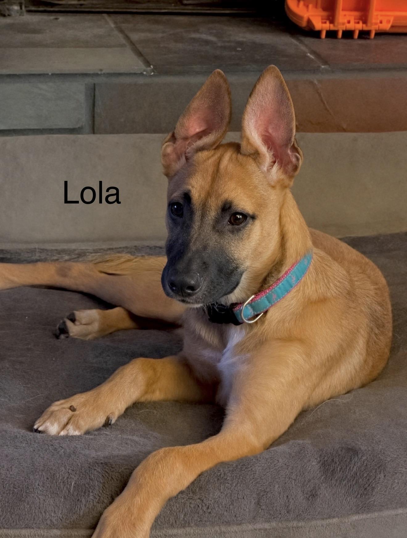 Lola, a ADOPTABLE mixed breed in Millington, MD image 2/5