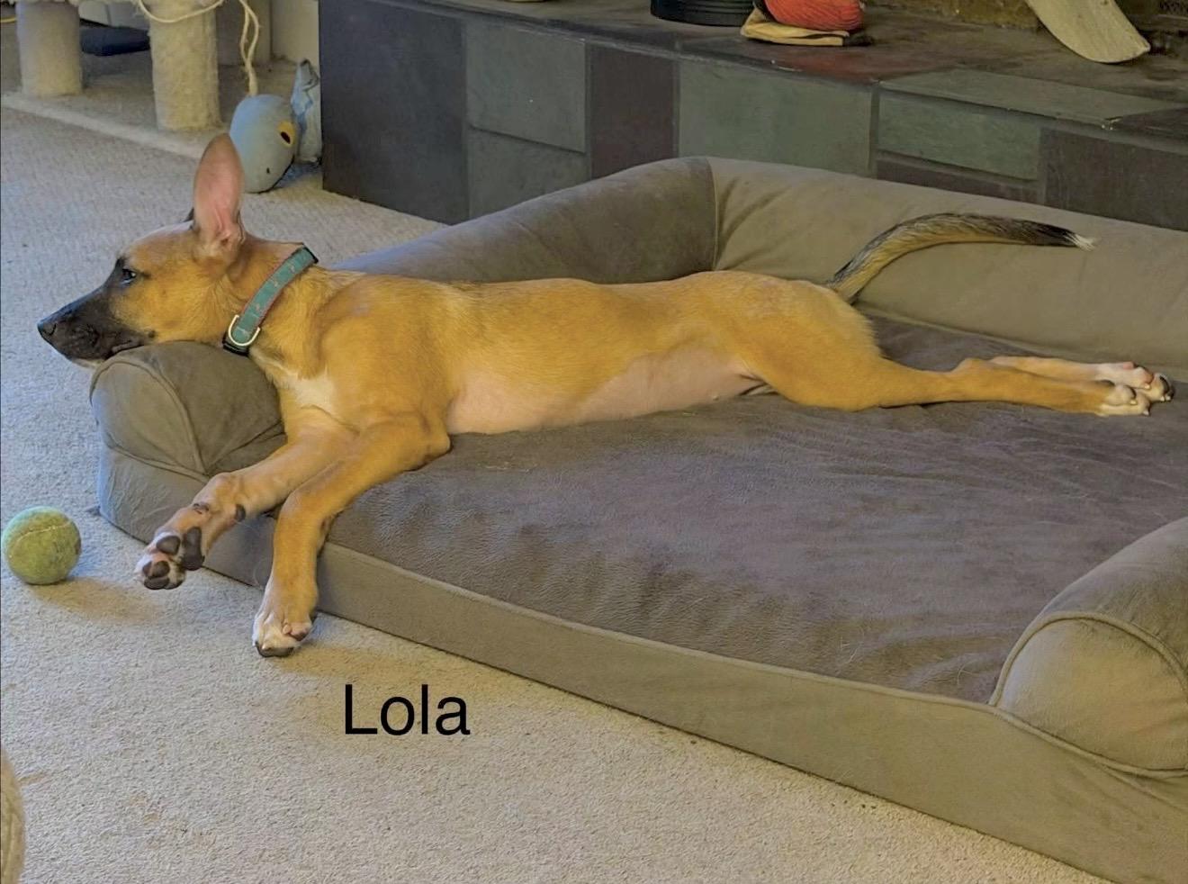 Lola, a ADOPTABLE mixed breed in Millington, MD image 5/5