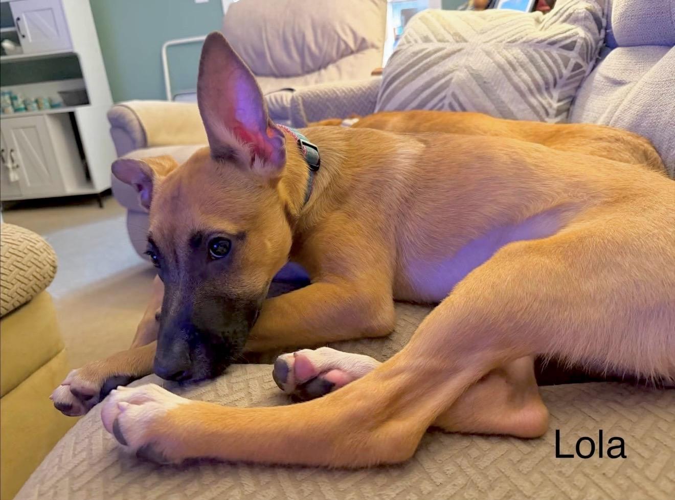 Lola, a ADOPTABLE mixed breed in Millington, MD image 4/5