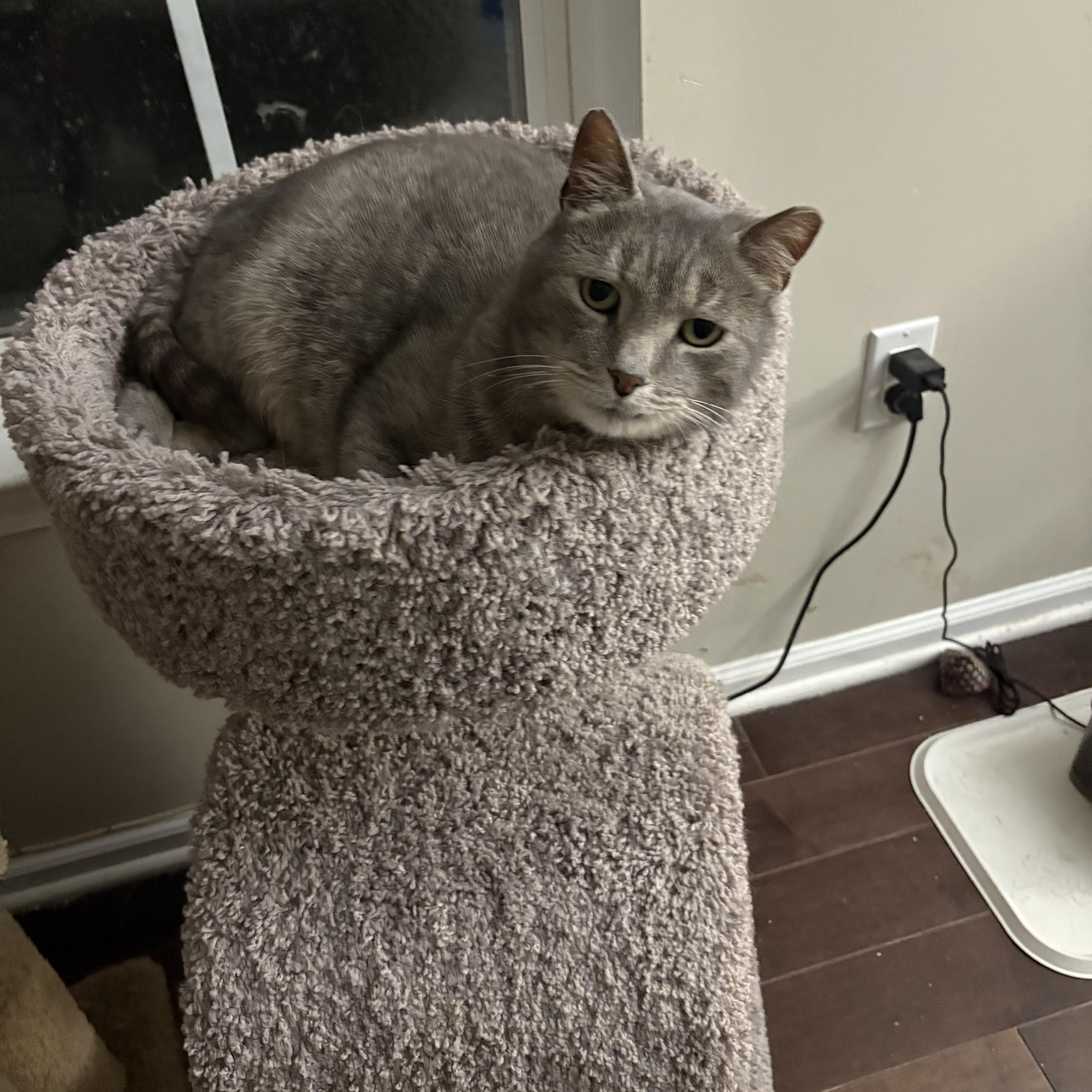 Enlarge Donnell, a Adoptable Domestic Short Hair in Warminster, PA image 2/5