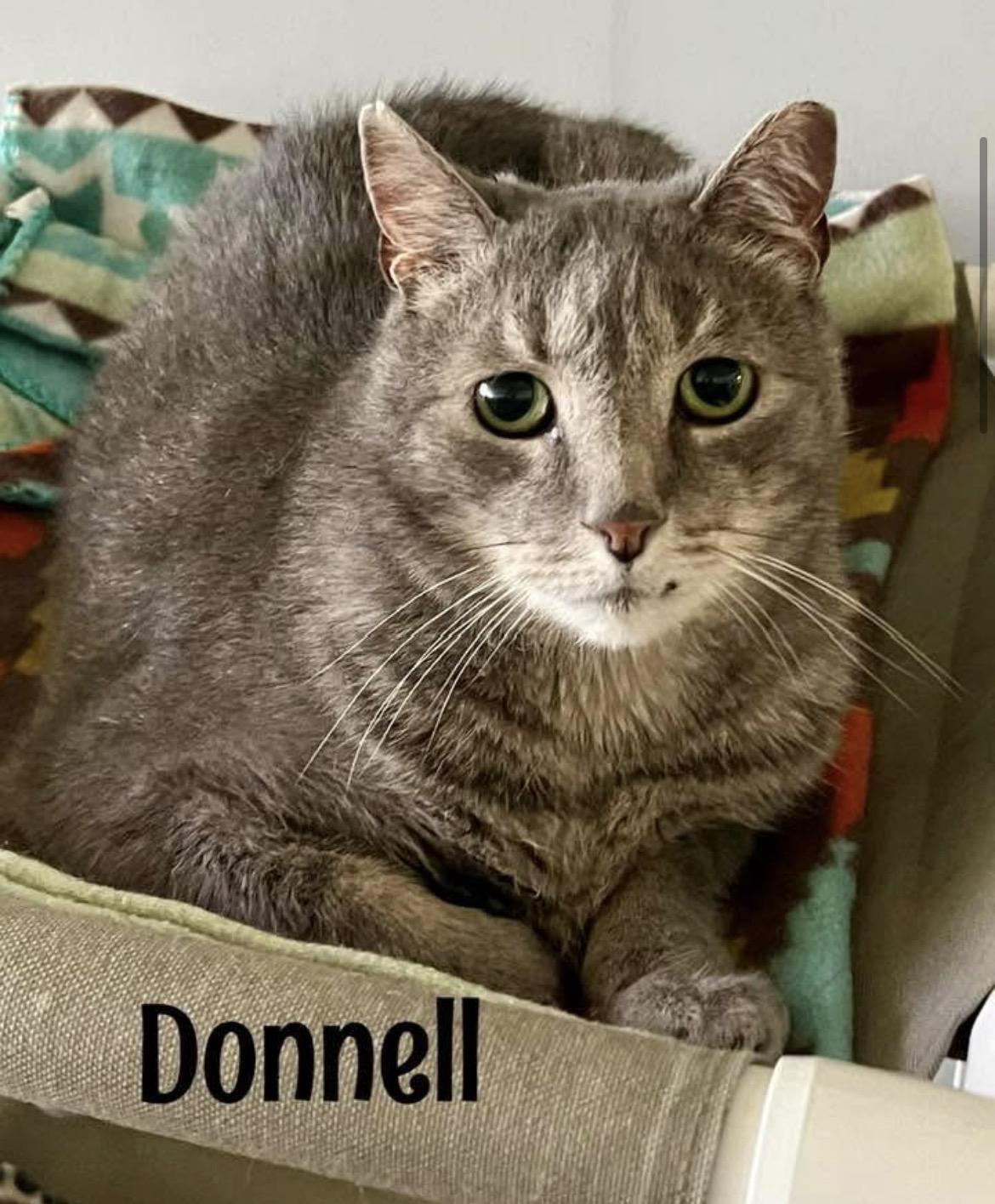 Donnell, a Adoptable Domestic Short Hair in Warminster, PA image 1/6