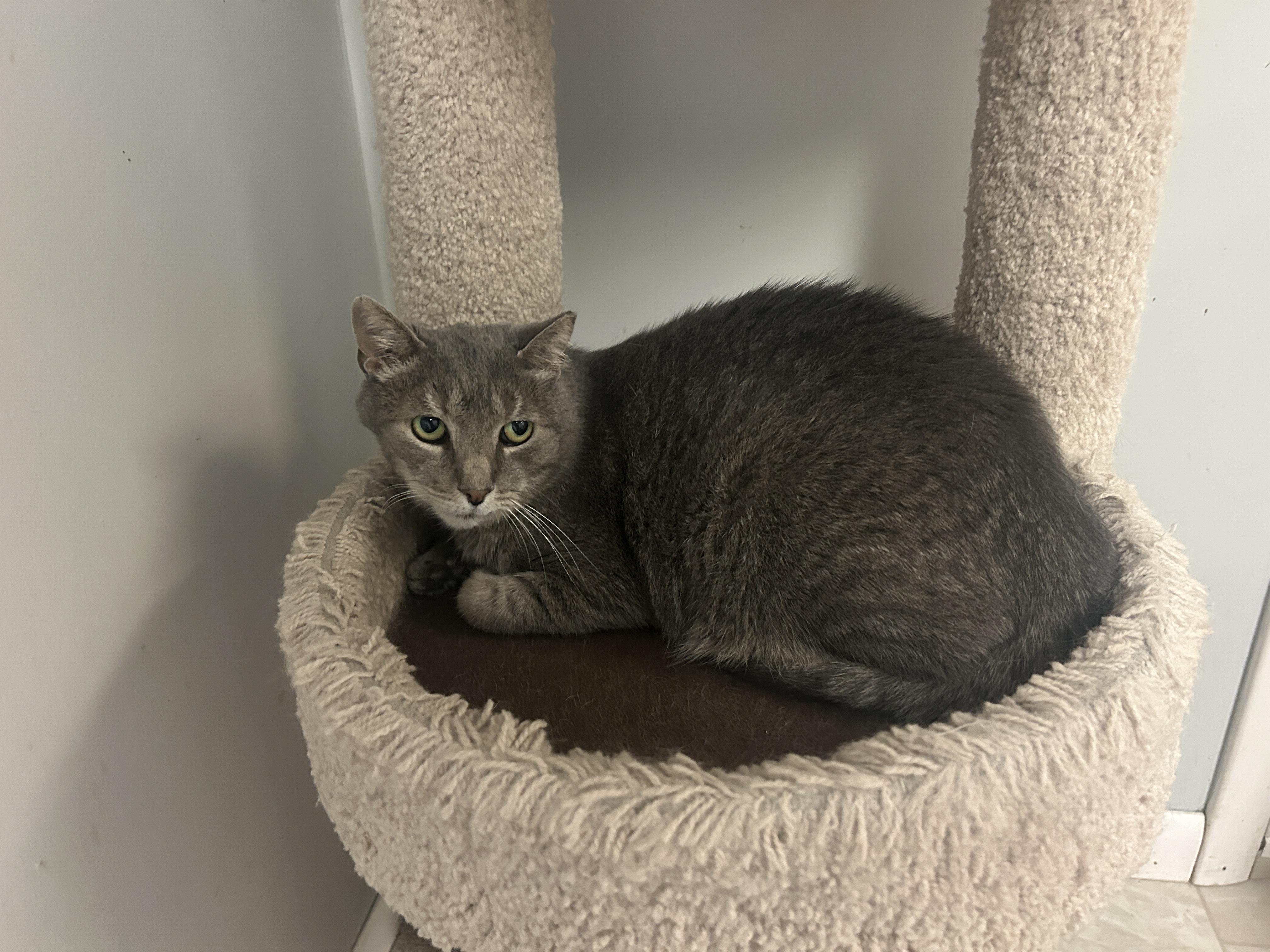 Donnell, Adoptable, Adult Male Domestic Short Hair.