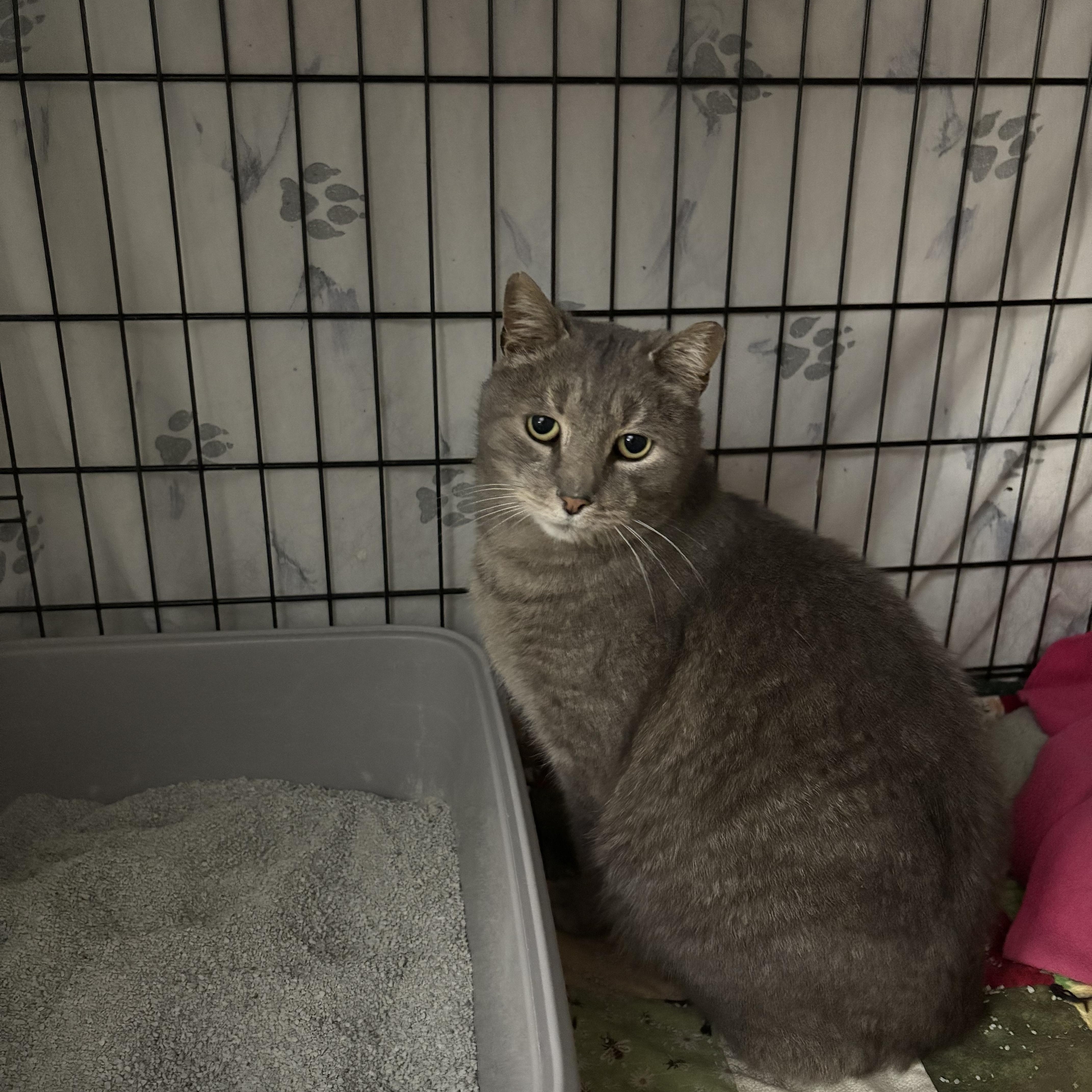 Enlarge Donnell, a Adoptable Domestic Short Hair in Warminster, PA image 3/5