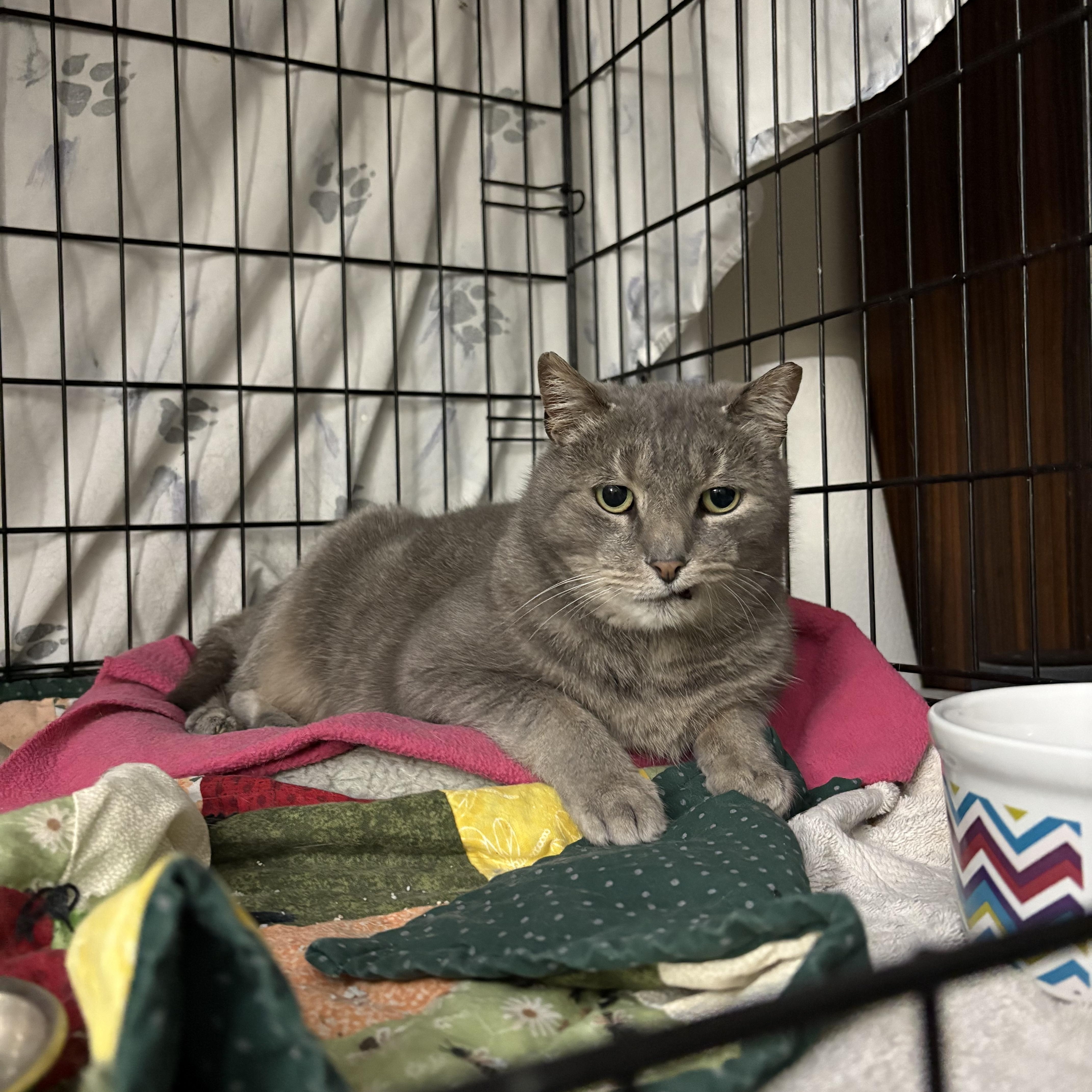 Enlarge Donnell, a Adoptable Domestic Short Hair in Warminster, PA image 1/5