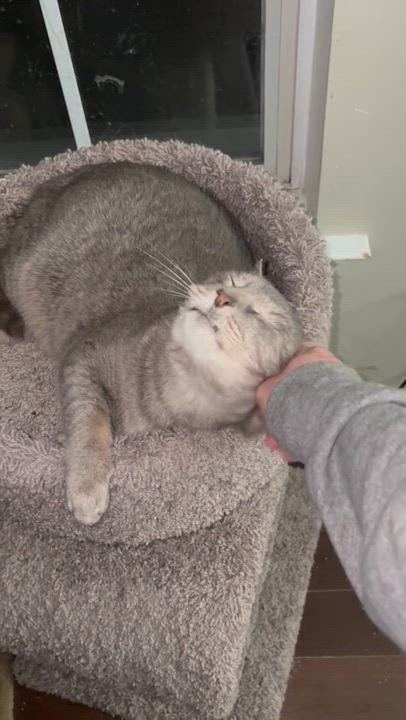 Enlarge Donnell, a Adoptable Domestic Short Hair in Warminster, PA video 5/5