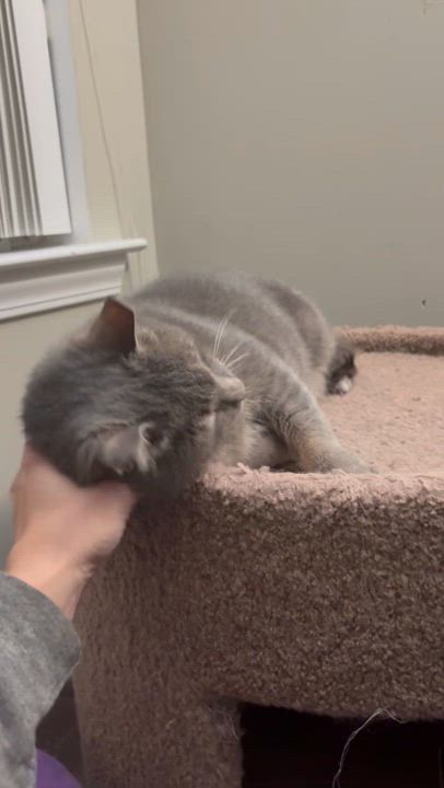 Enlarge Donnell, a Adoptable Domestic Short Hair in Warminster, PA video 4/5