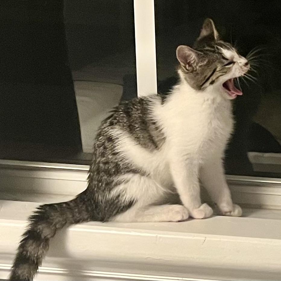 Enlarge Miranda, a Adoptable Domestic Short Hair in Jupiter, FL image 1/6