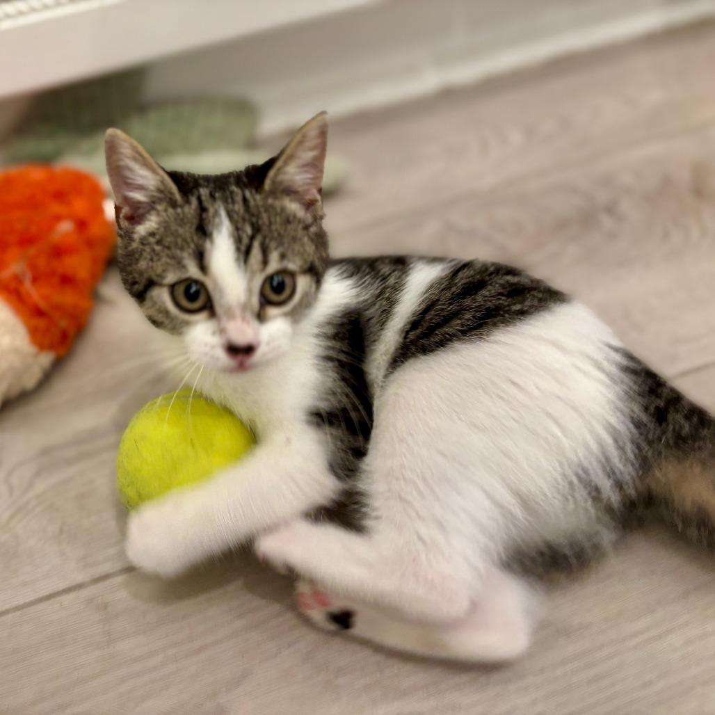 Enlarge Miranda, a Adoptable Domestic Short Hair in Jupiter, FL image 2/6