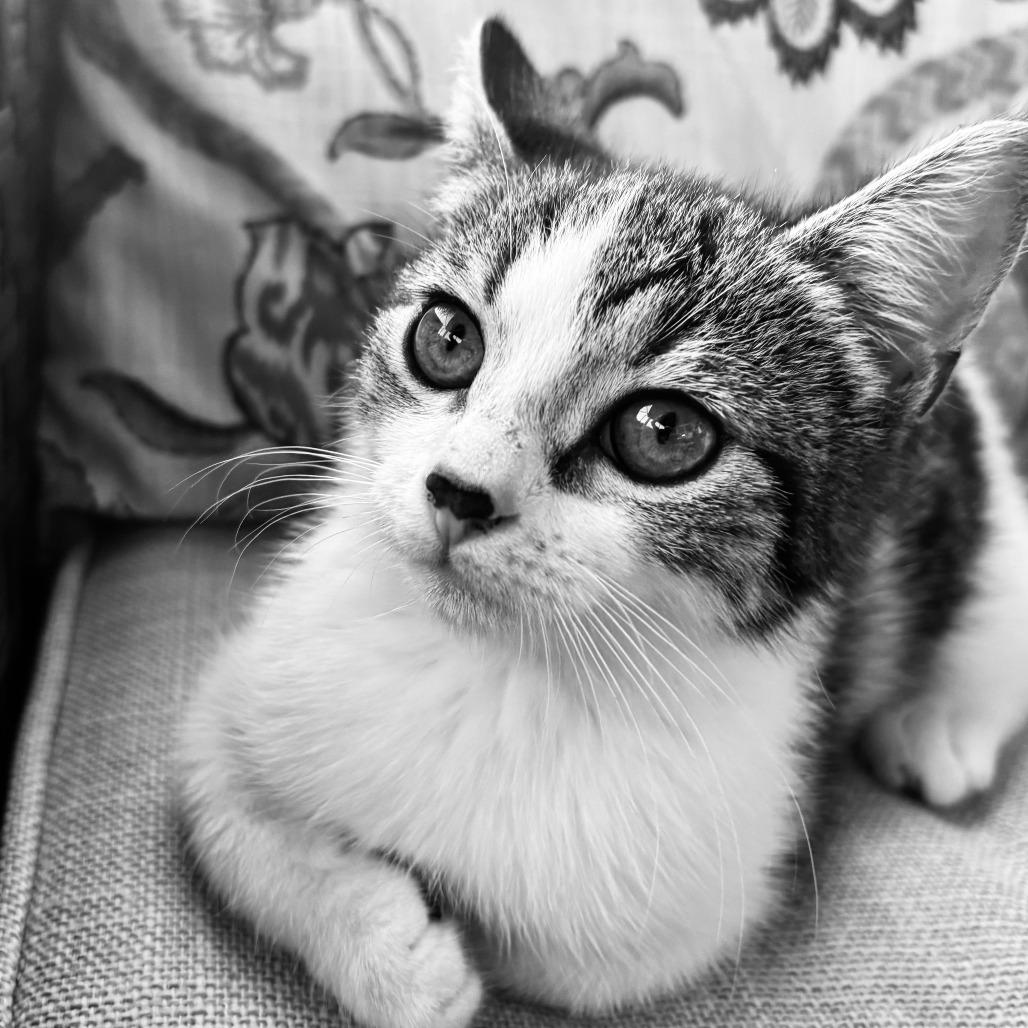 Enlarge Miranda, a Adoptable Domestic Short Hair in Jupiter, FL image 3/6