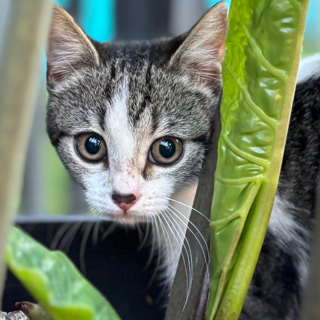 Enlarge Miranda, a Adoptable Domestic Short Hair in Jupiter, FL image 4/6