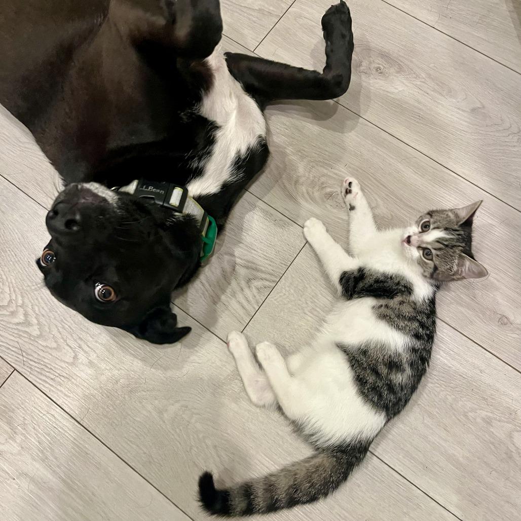 Enlarge Miranda, a Adoptable Domestic Short Hair in Jupiter, FL image 5/6