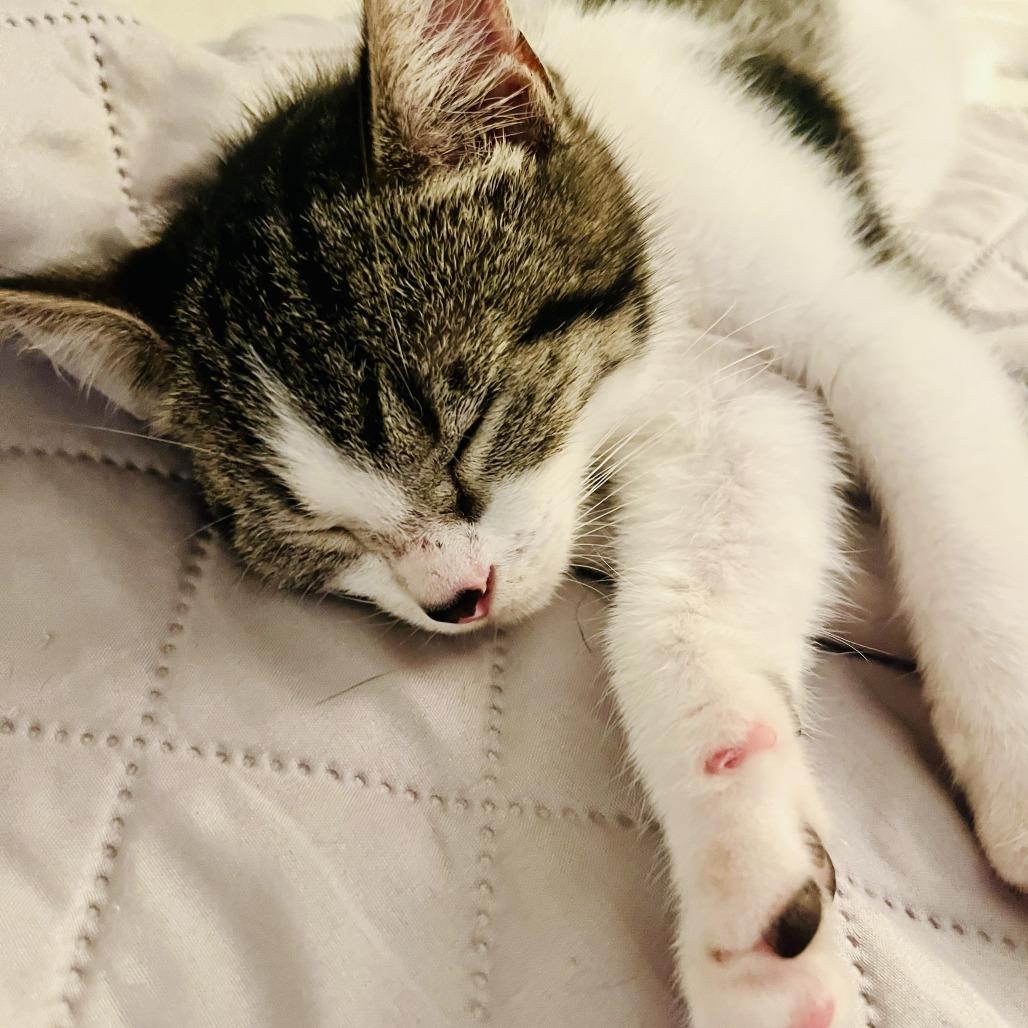 Enlarge Miranda, a Adoptable Domestic Short Hair in Jupiter, FL image 6/6