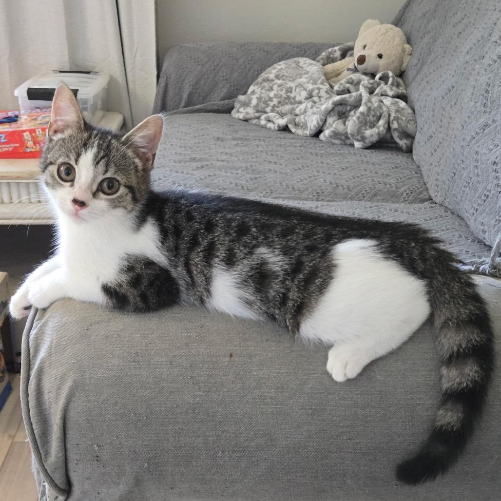 Enlarge Miranda, a Adoptable Domestic Short Hair in Jupiter, FL image 6/6