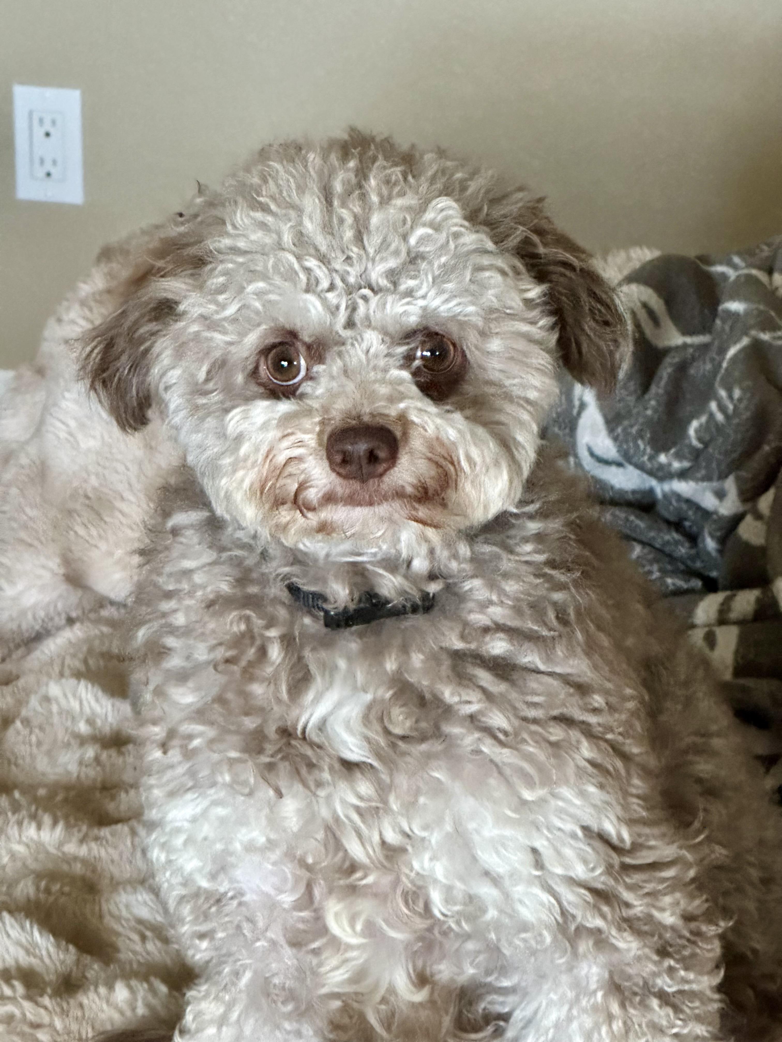 Lyla, a Adoptable mixed breed in Fremont, CA image 3/3