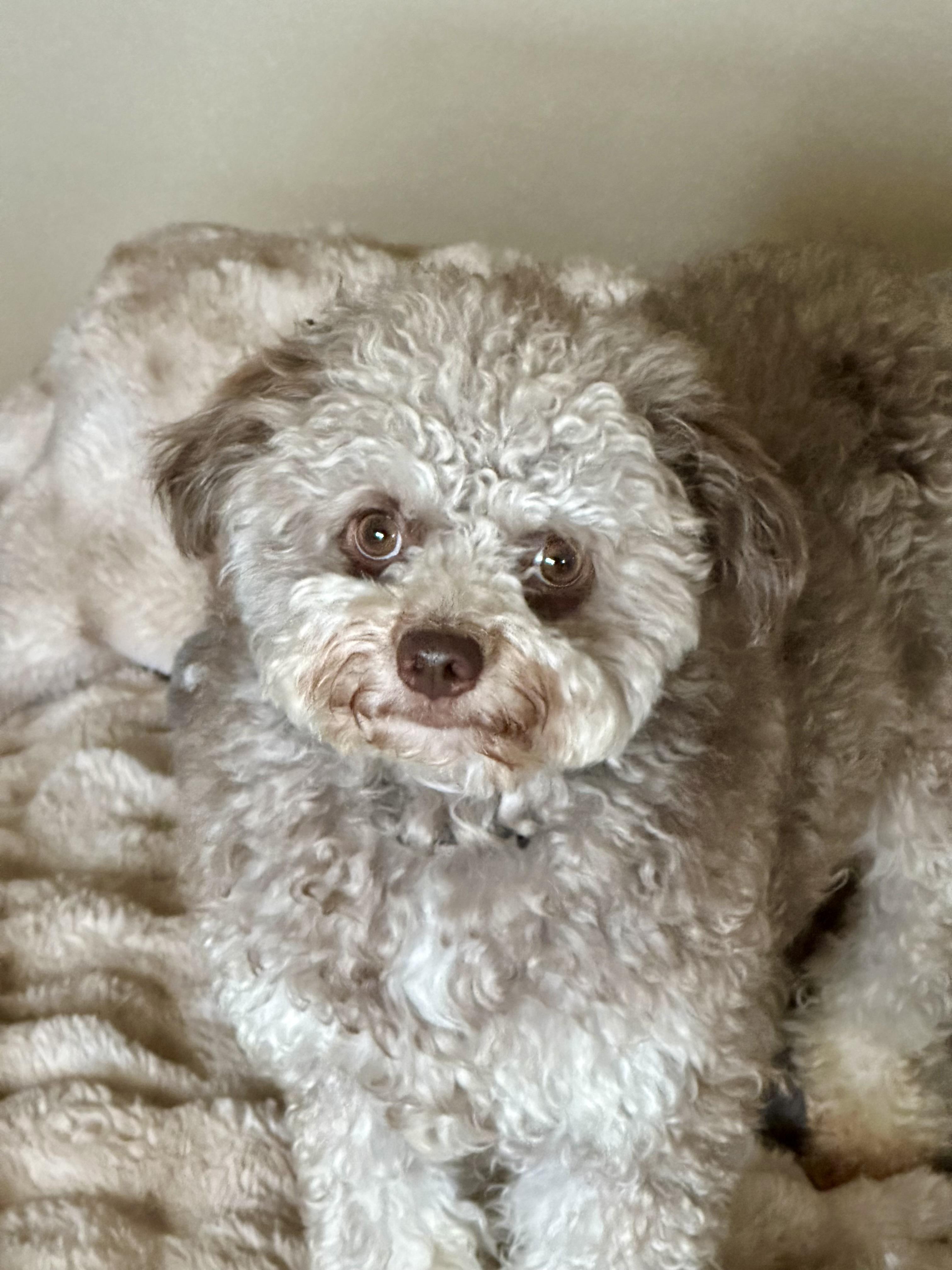 Lyla, Adoptable, Young Female Cockapoo & Poodle.