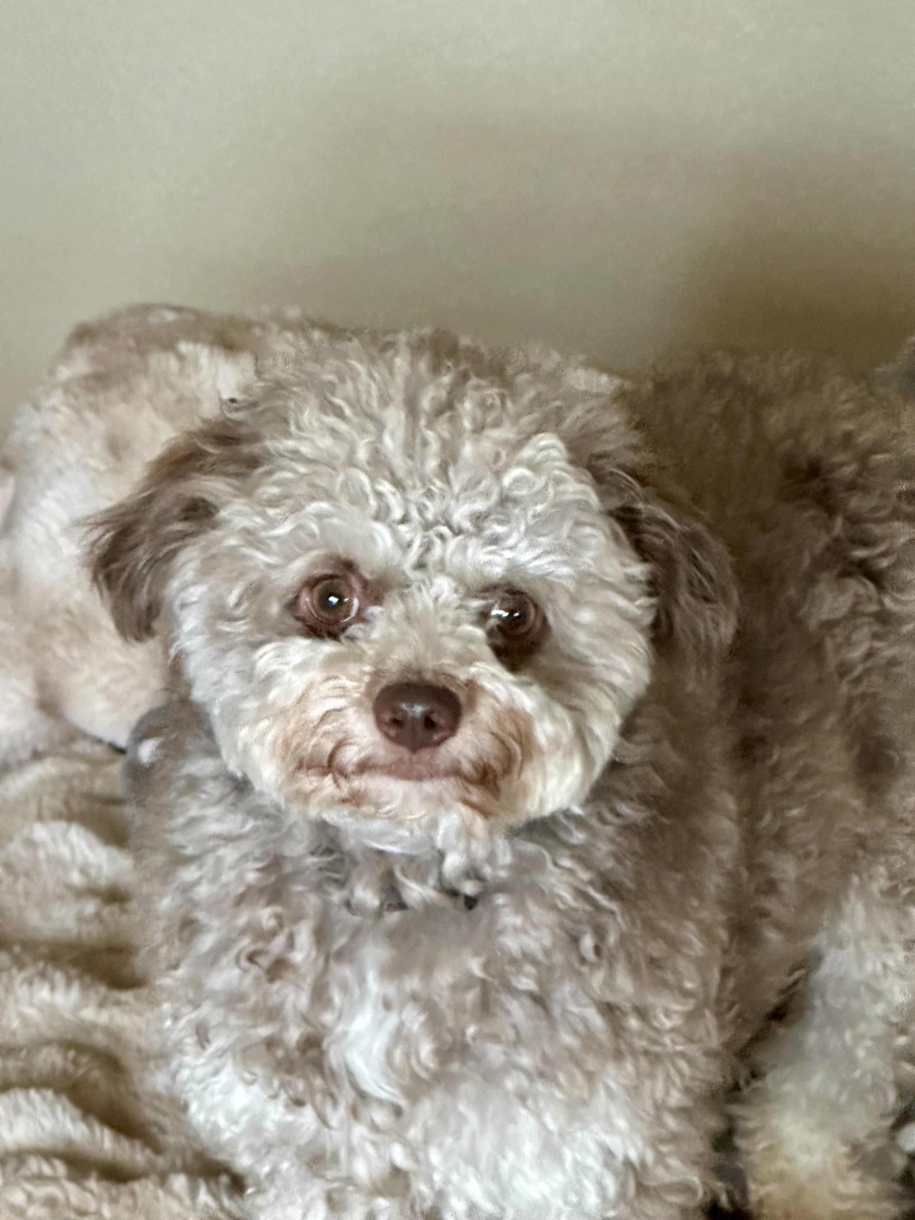 Lyla, a Adoptable mixed breed in Fremont, CA image 2/3