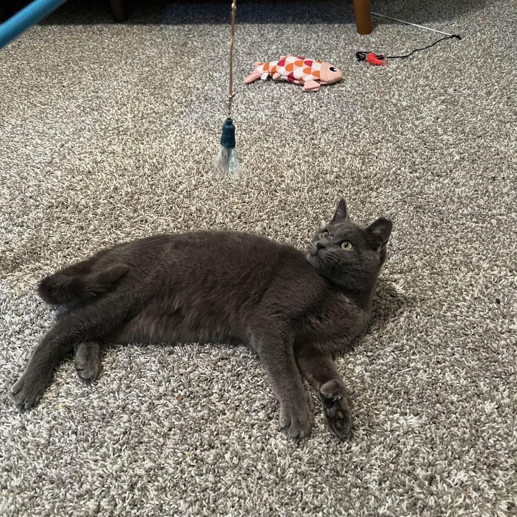 Enlarge Glover Boy, an adopted Domestic Short Hair in Cleveland Heights, OH image 4/6