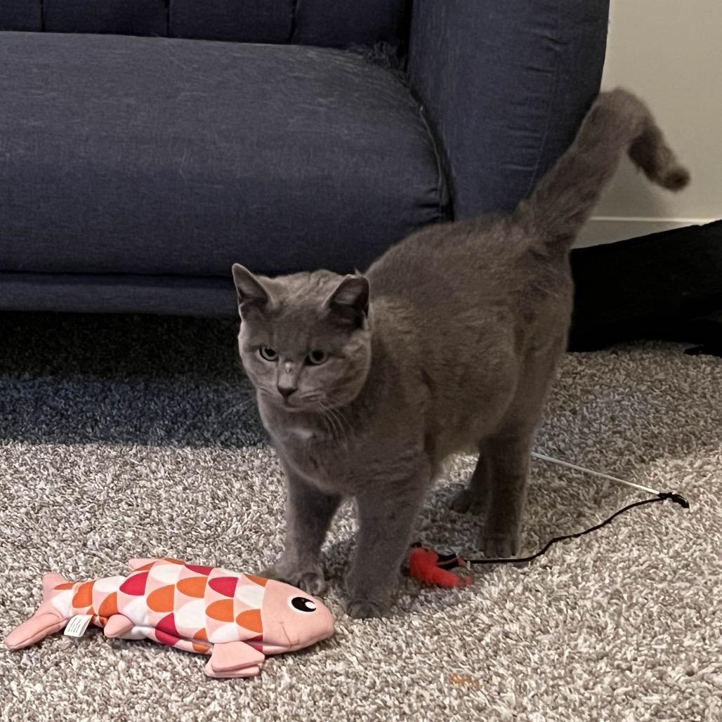 Enlarge Glover Boy, an adopted Domestic Short Hair in Cleveland Heights, OH image 5/6