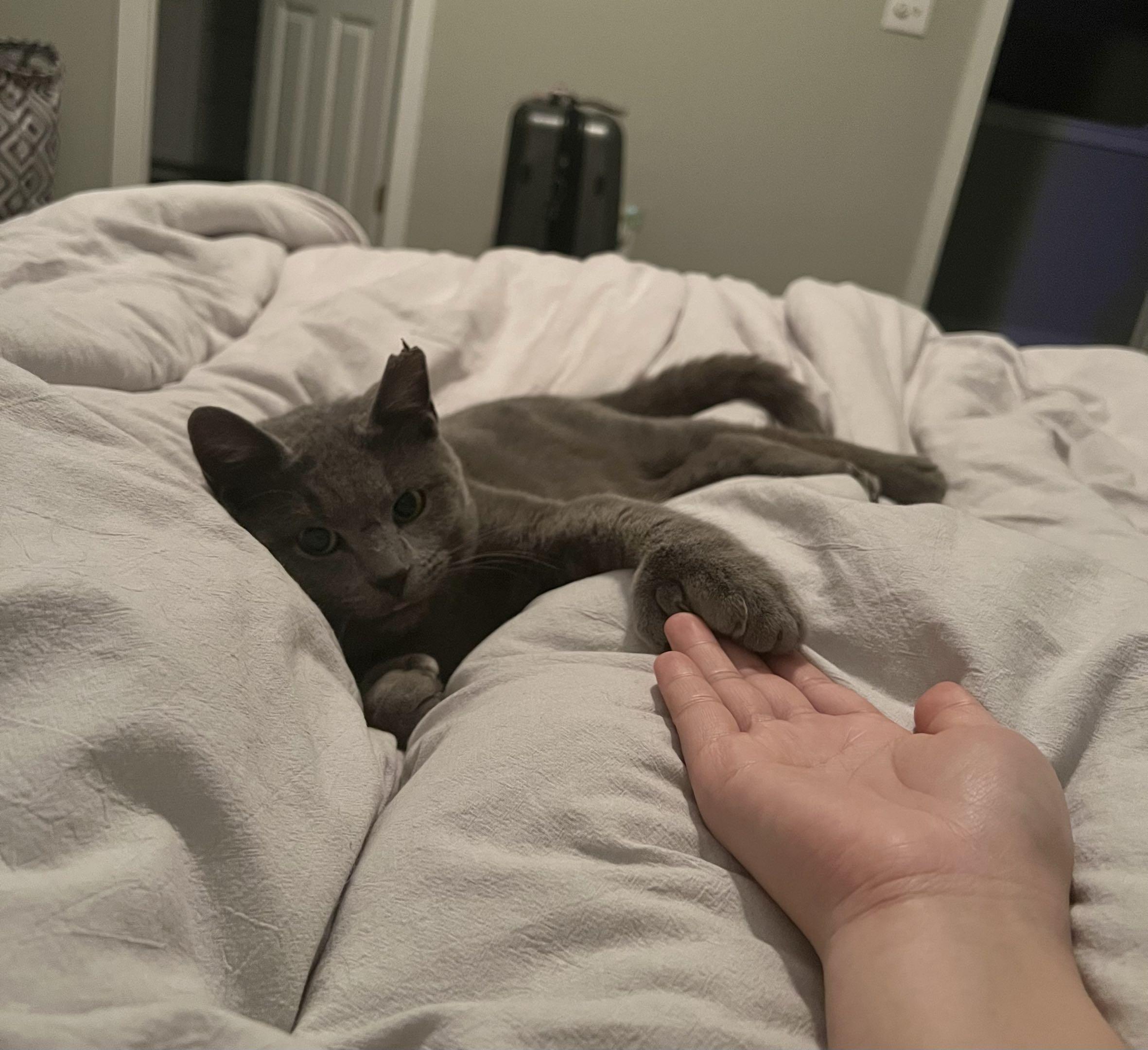 Enlarge Glover Boy, an adopted Domestic Short Hair in Cleveland Heights, OH image 2/6