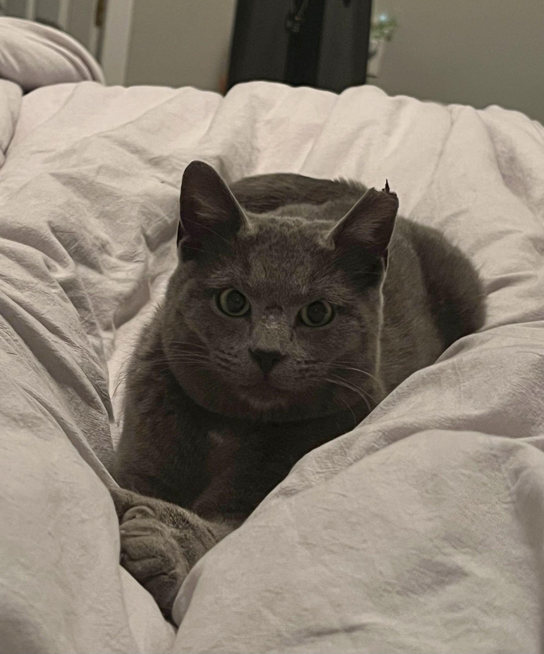 Glover Boy, adopted, Young Male Domestic Short Hair.