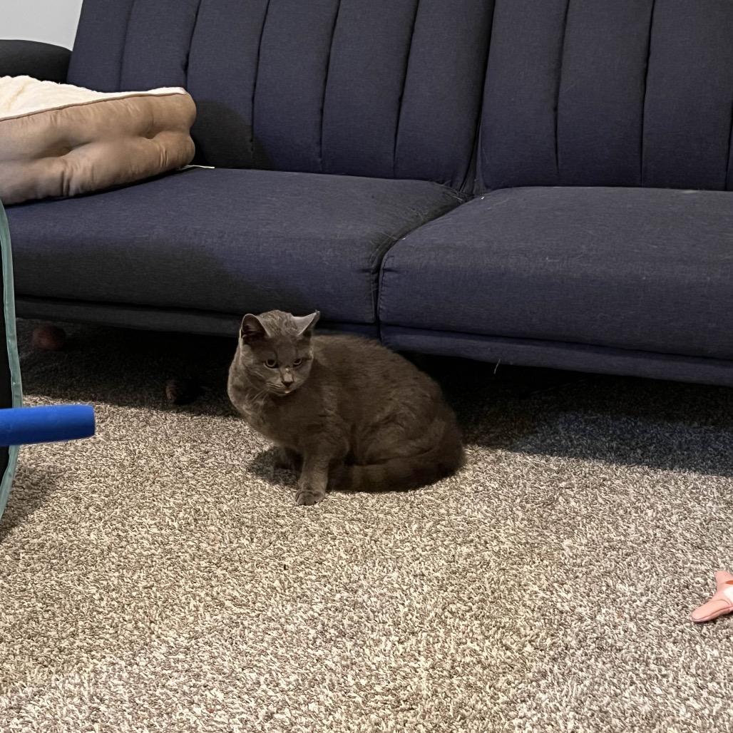 Enlarge Glover Boy, an adopted Domestic Short Hair in Cleveland Heights, OH image 6/6