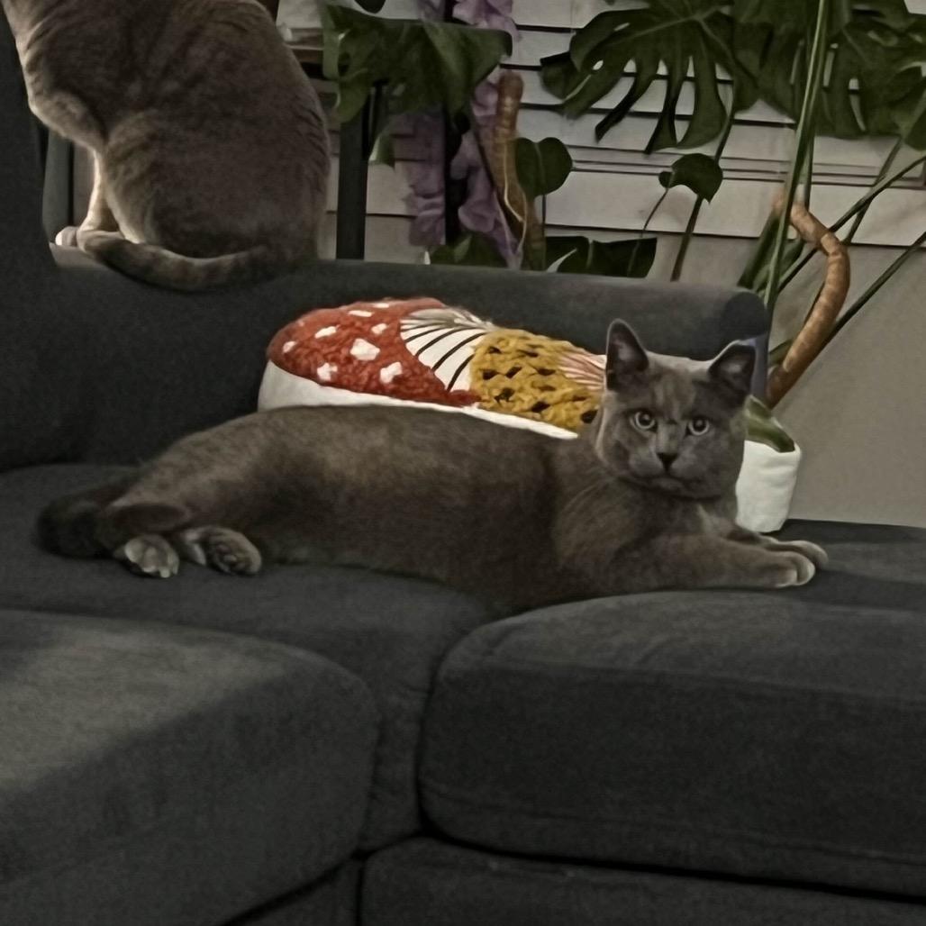 Enlarge Glover Boy, an adopted Domestic Short Hair in Cleveland Heights, OH image 3/6