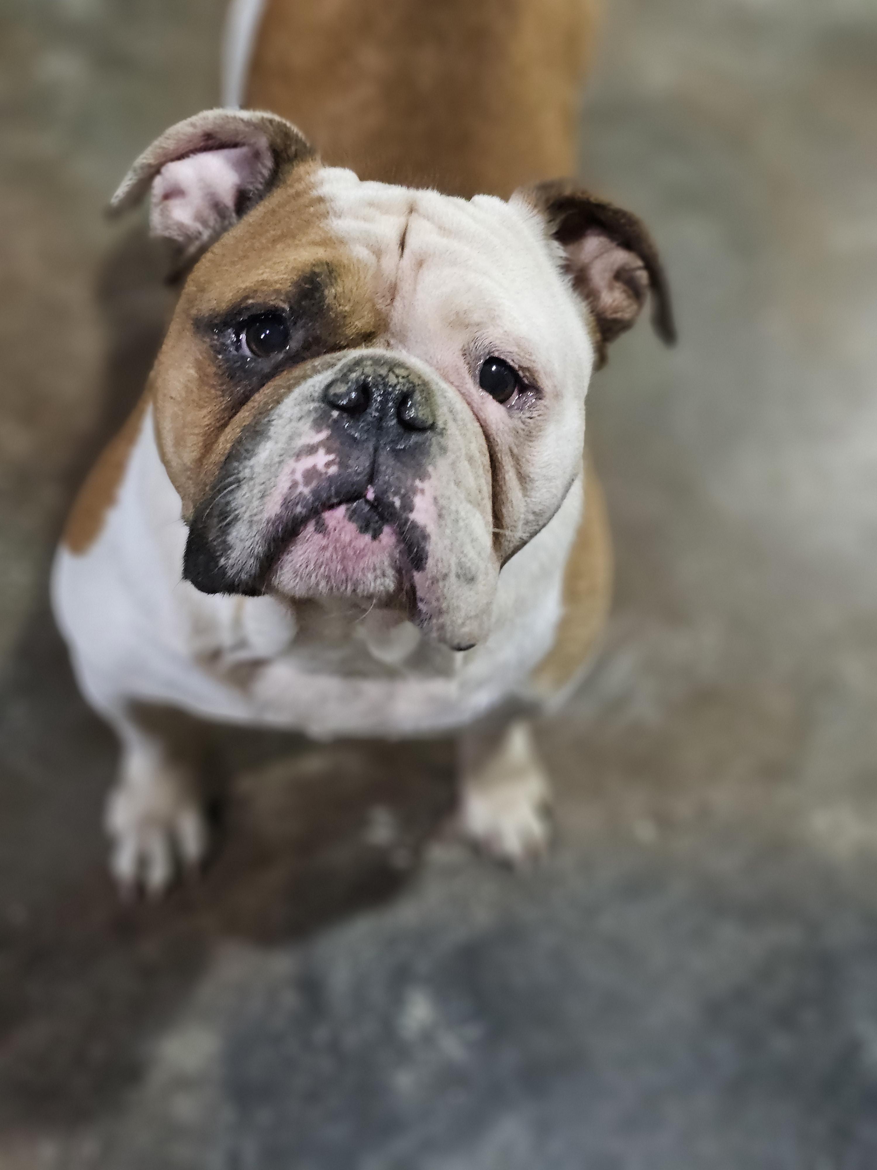 Peaches (Hammy) Springfield