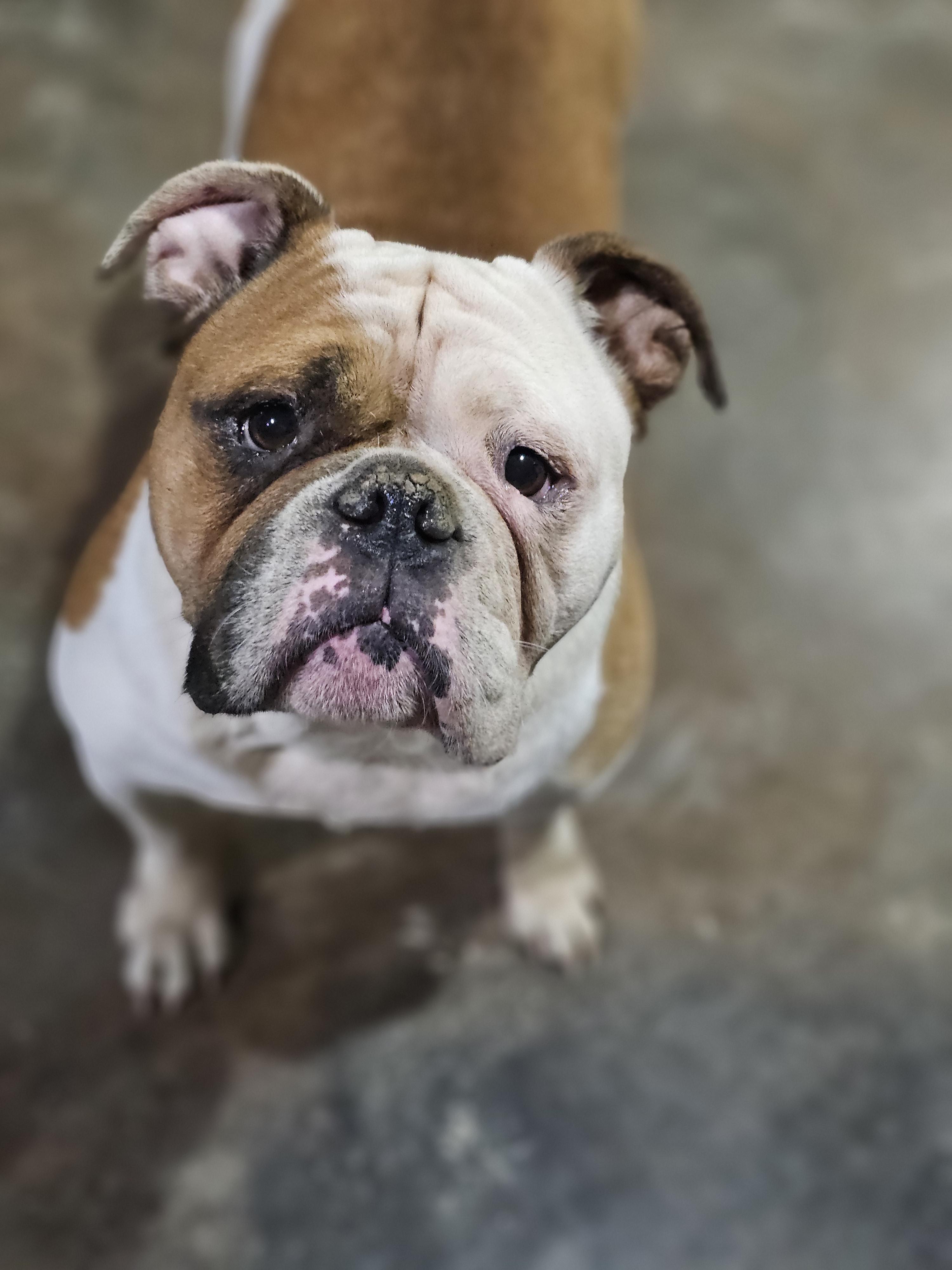 Peaches (Hammy) Springfield