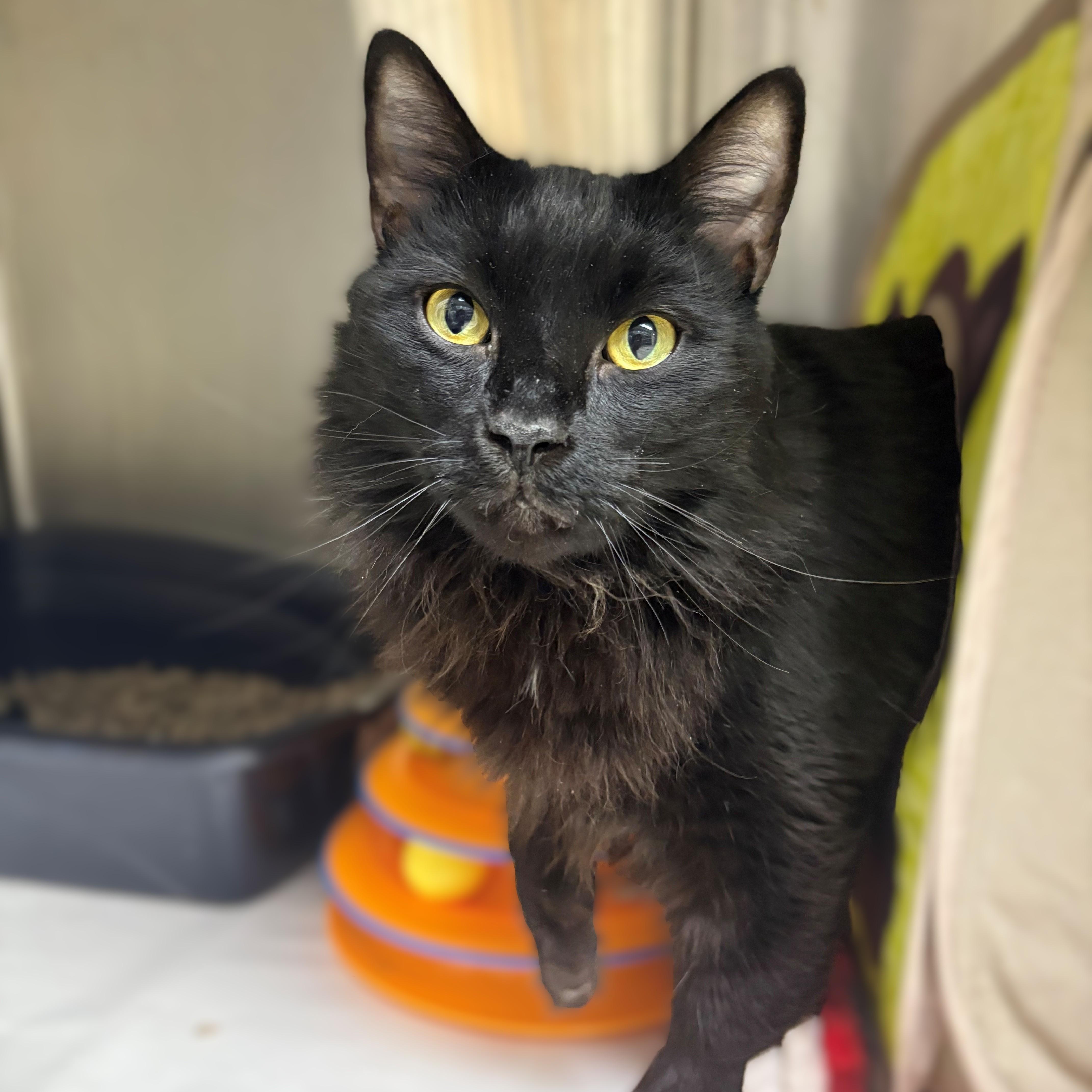 Sombra- #50550, ADOPTABLE, Young Male Domestic Medium Hair.