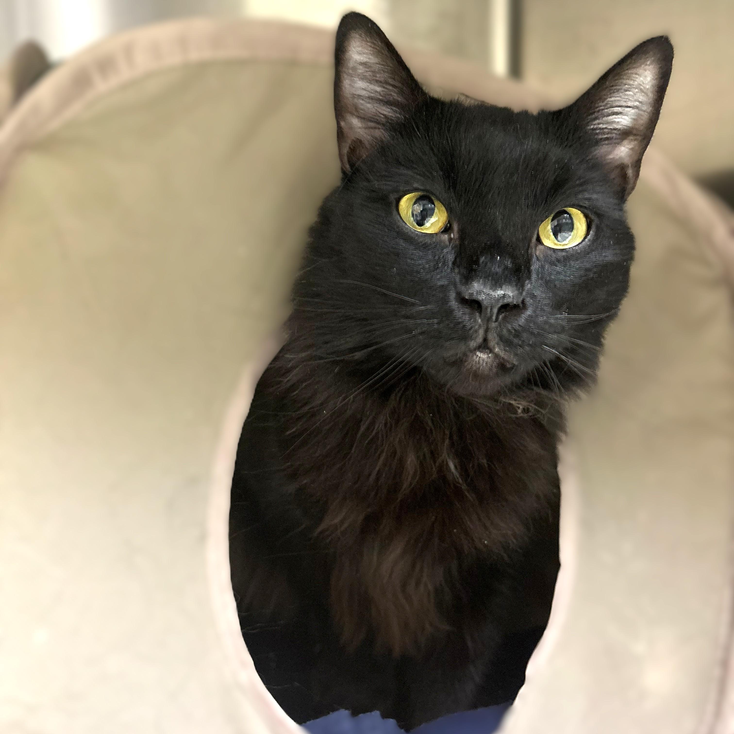 Enlarge Sombra- #50550, a ADOPTABLE Domestic Medium Hair in Columbia, MD image 2/2