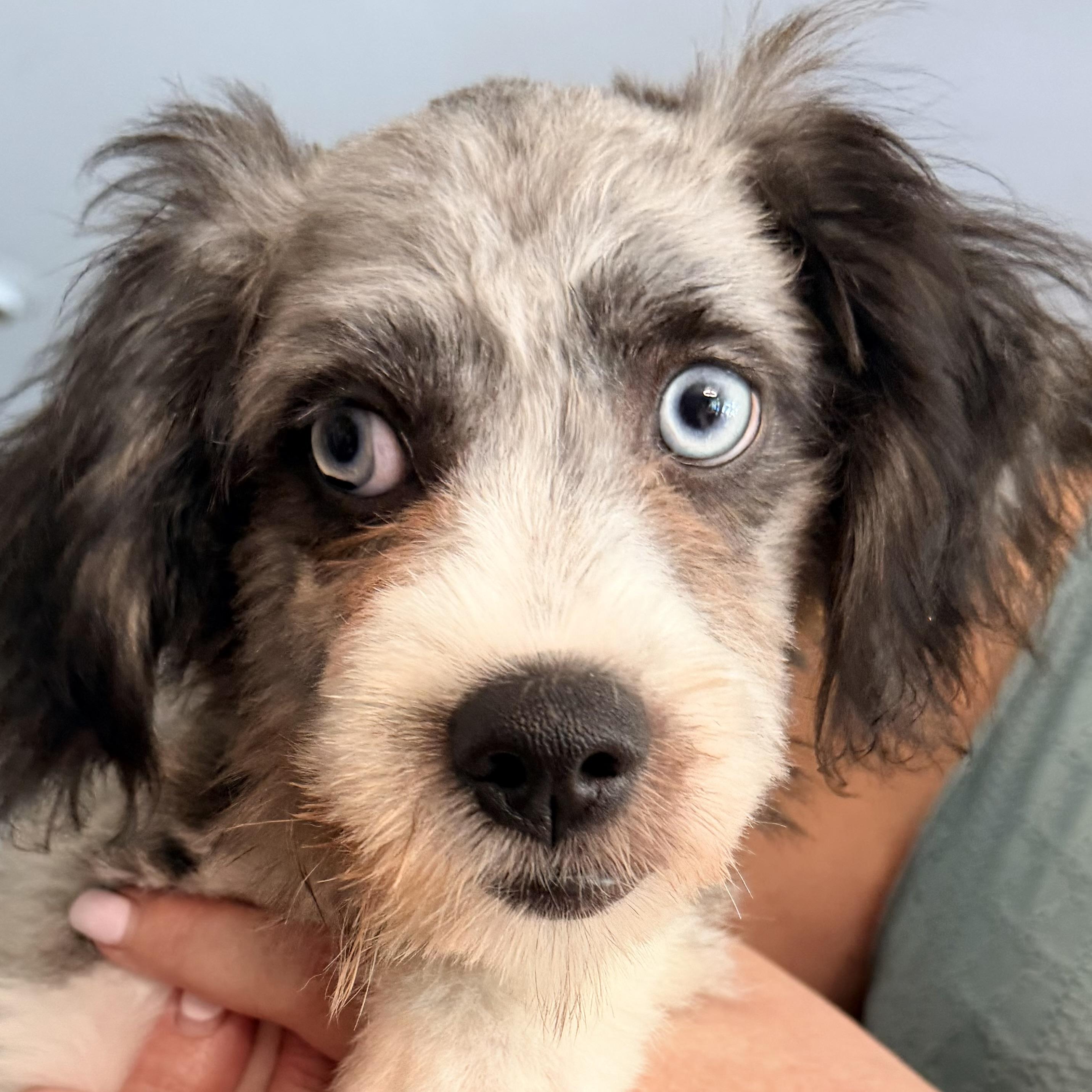 Frankie, an adopted Mixed Breed in Hillsborough, NJ image 5/5
