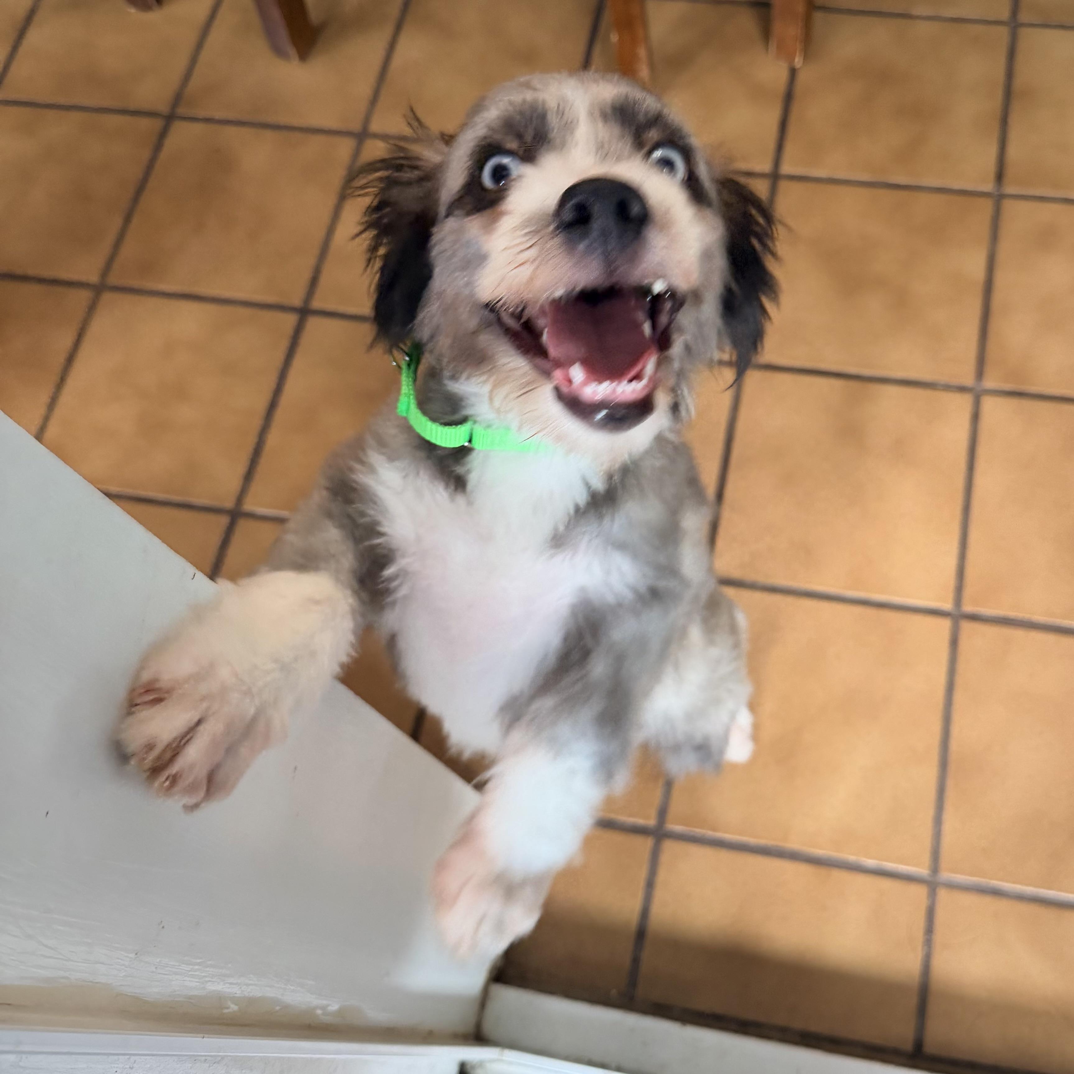 Frankie, an adopted Mixed Breed in Hillsborough, NJ image 1/5