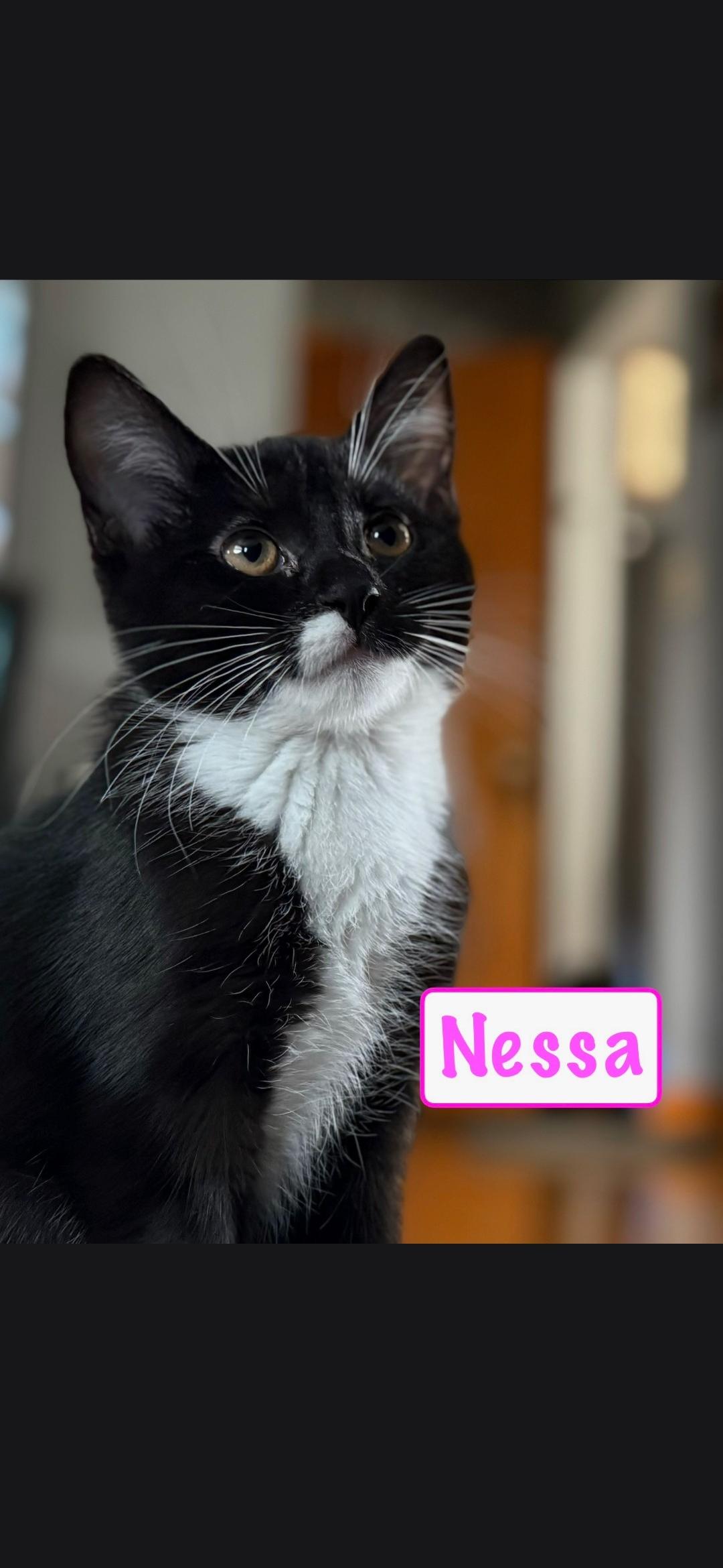 Nessa, adoptable, Kitten Female Domestic Short Hair.