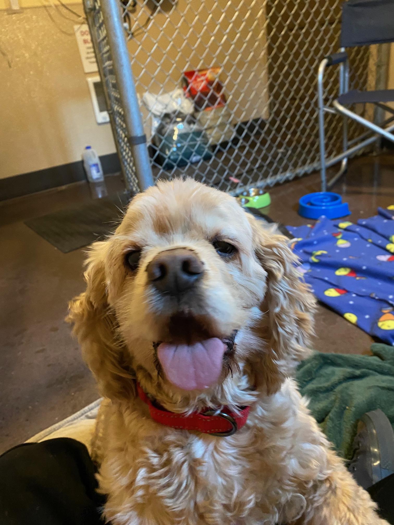 Fozzie, Adoptable, Adult Male Cocker Spaniel.