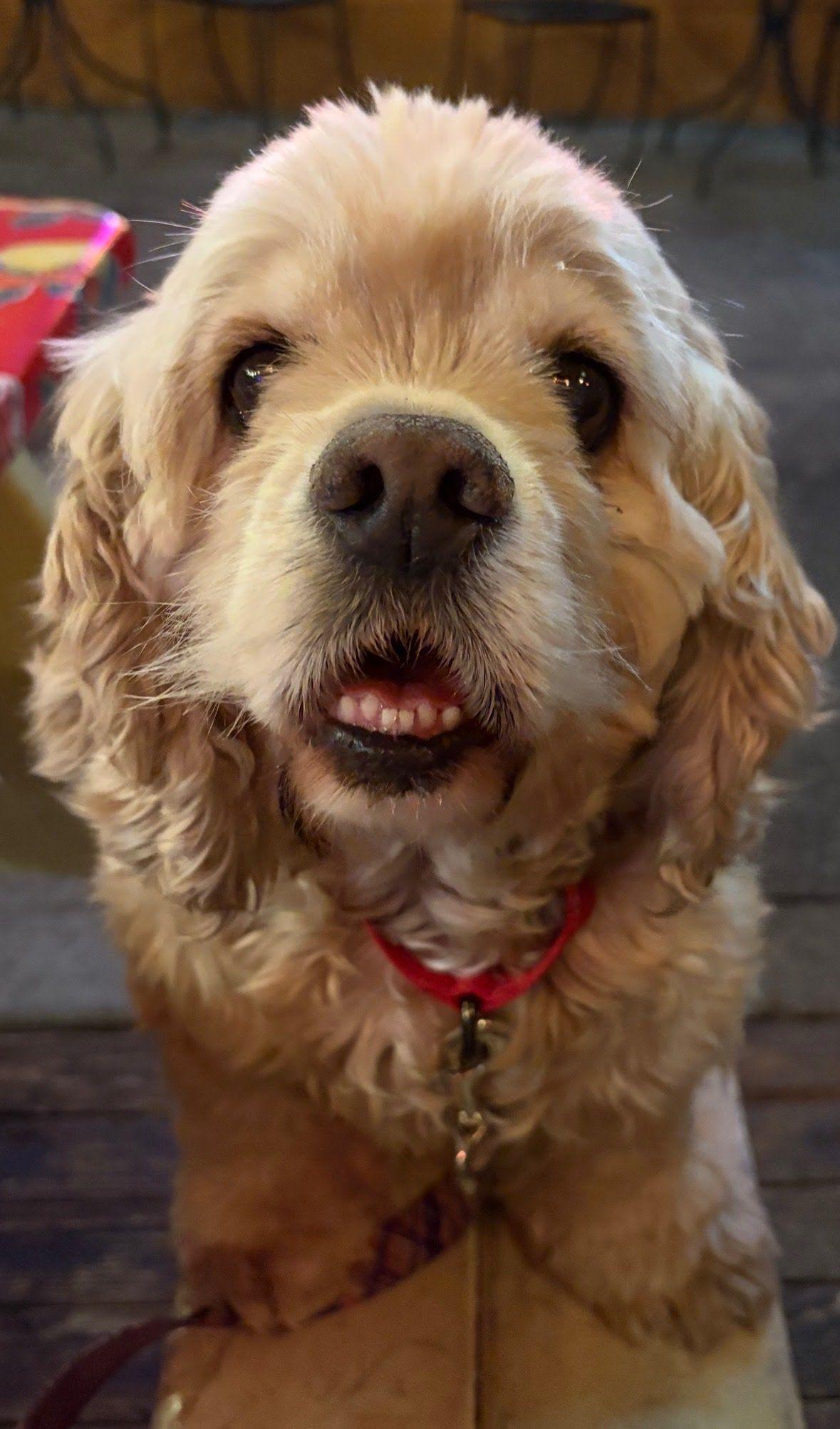 Enlarge Fozzie, a Adoptable Cocker Spaniel in Portland, OR image 2/6