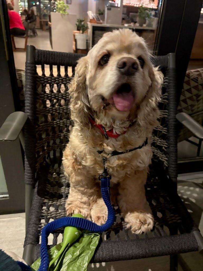 Enlarge Fozzie, a Adoptable Cocker Spaniel in Portland, OR image 3/6